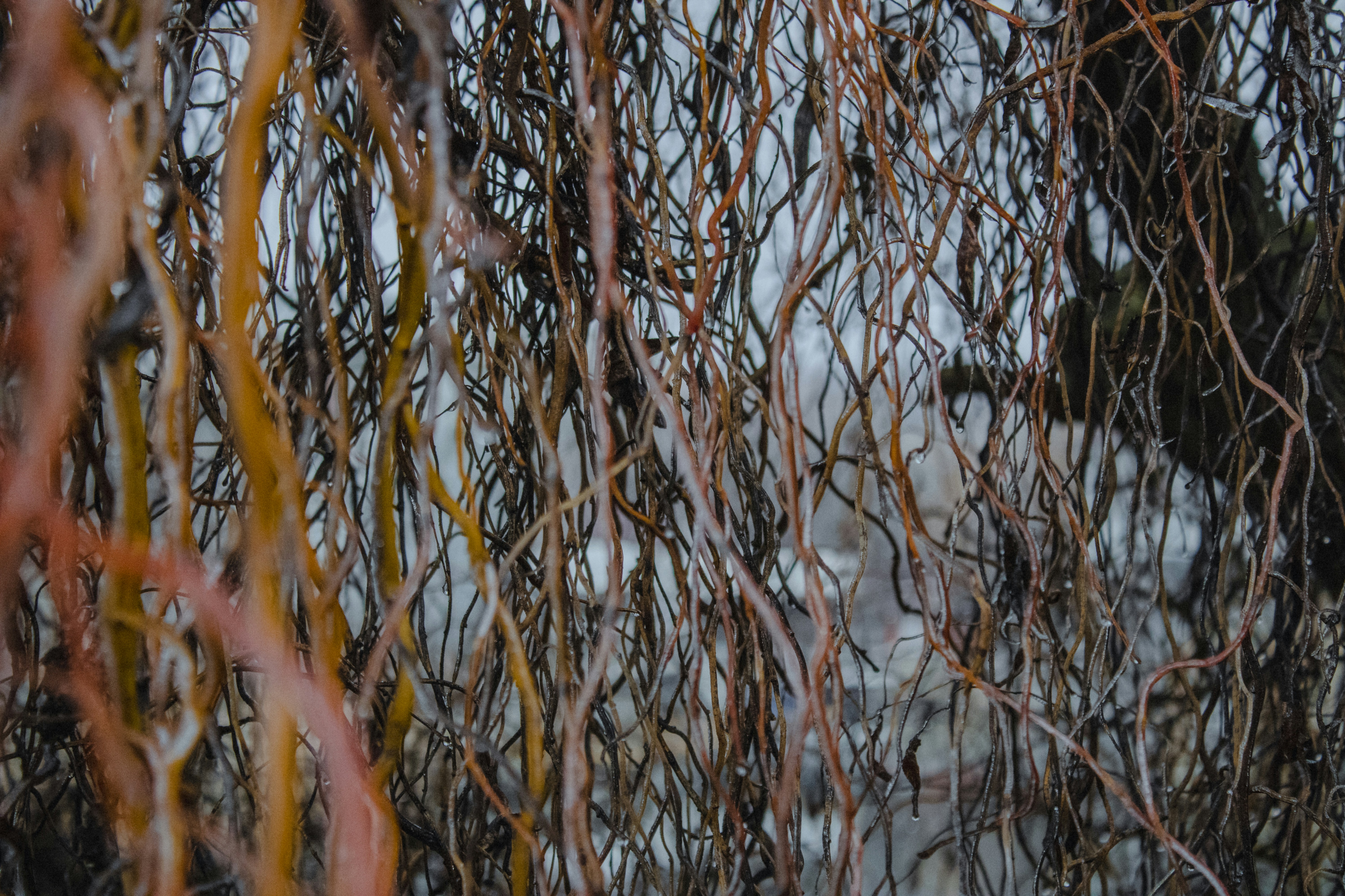 Photo by kolesnykyan