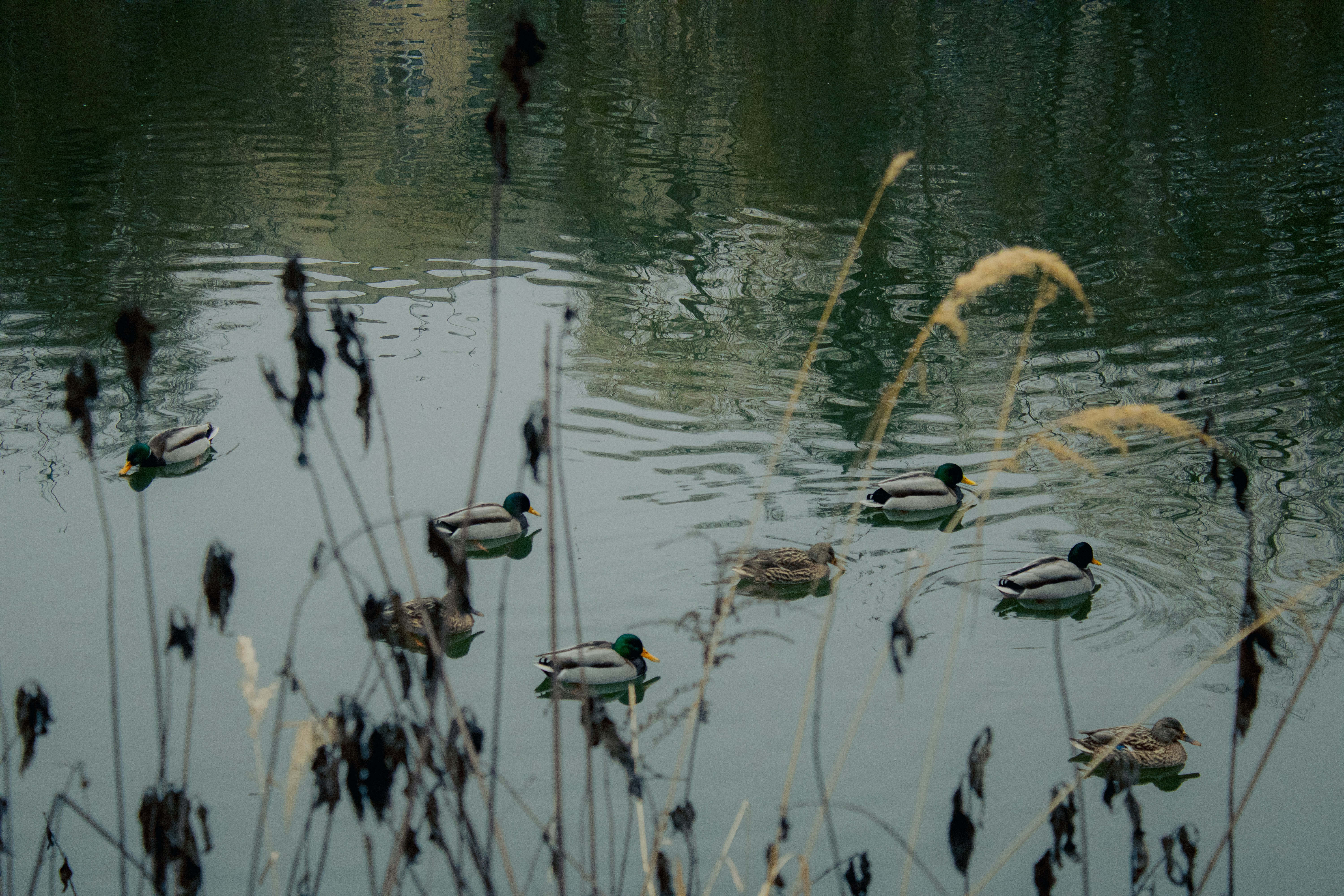 Photo by kolesnykyan