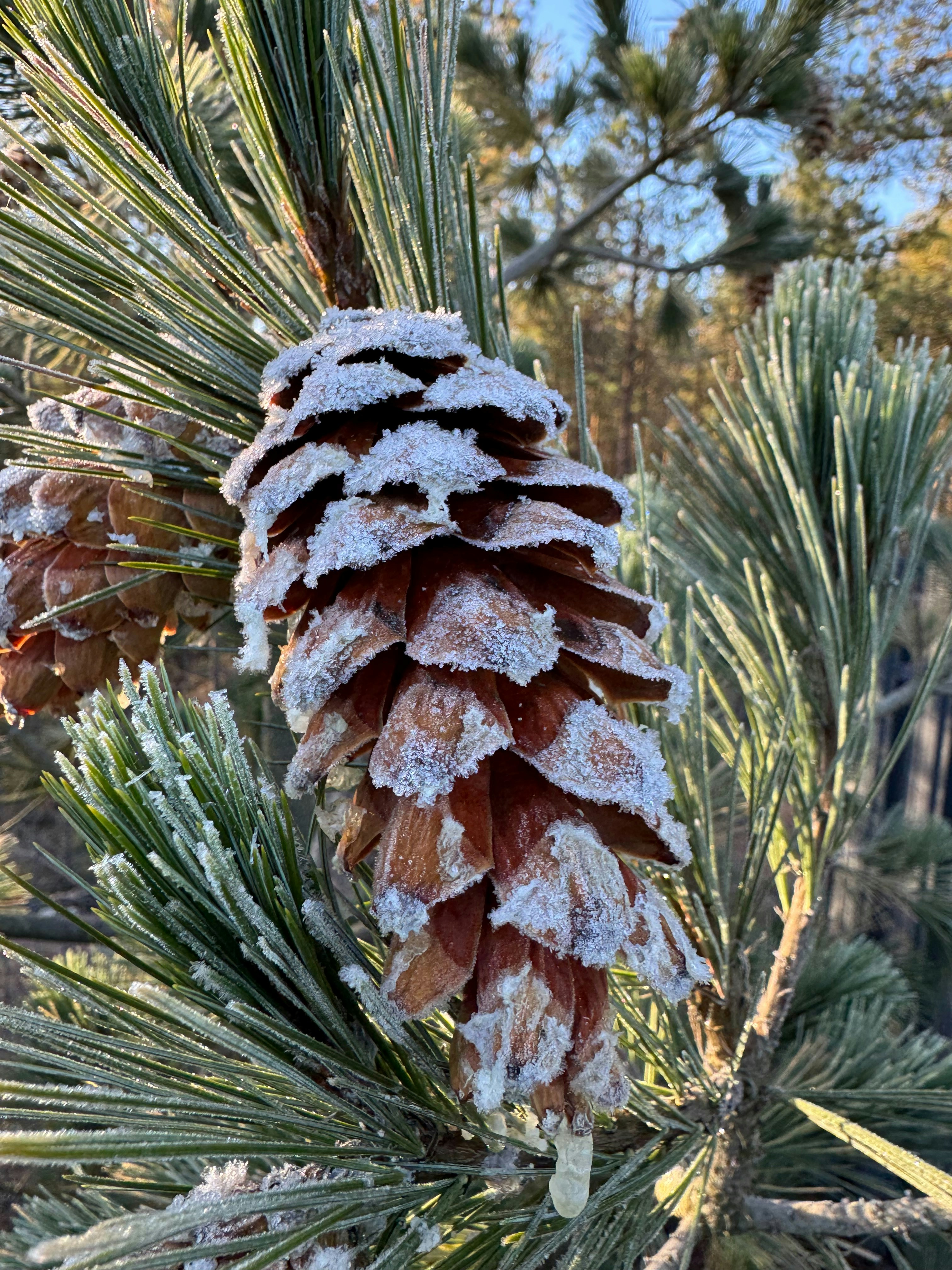 Pine cone covered in frost on a pine branch.