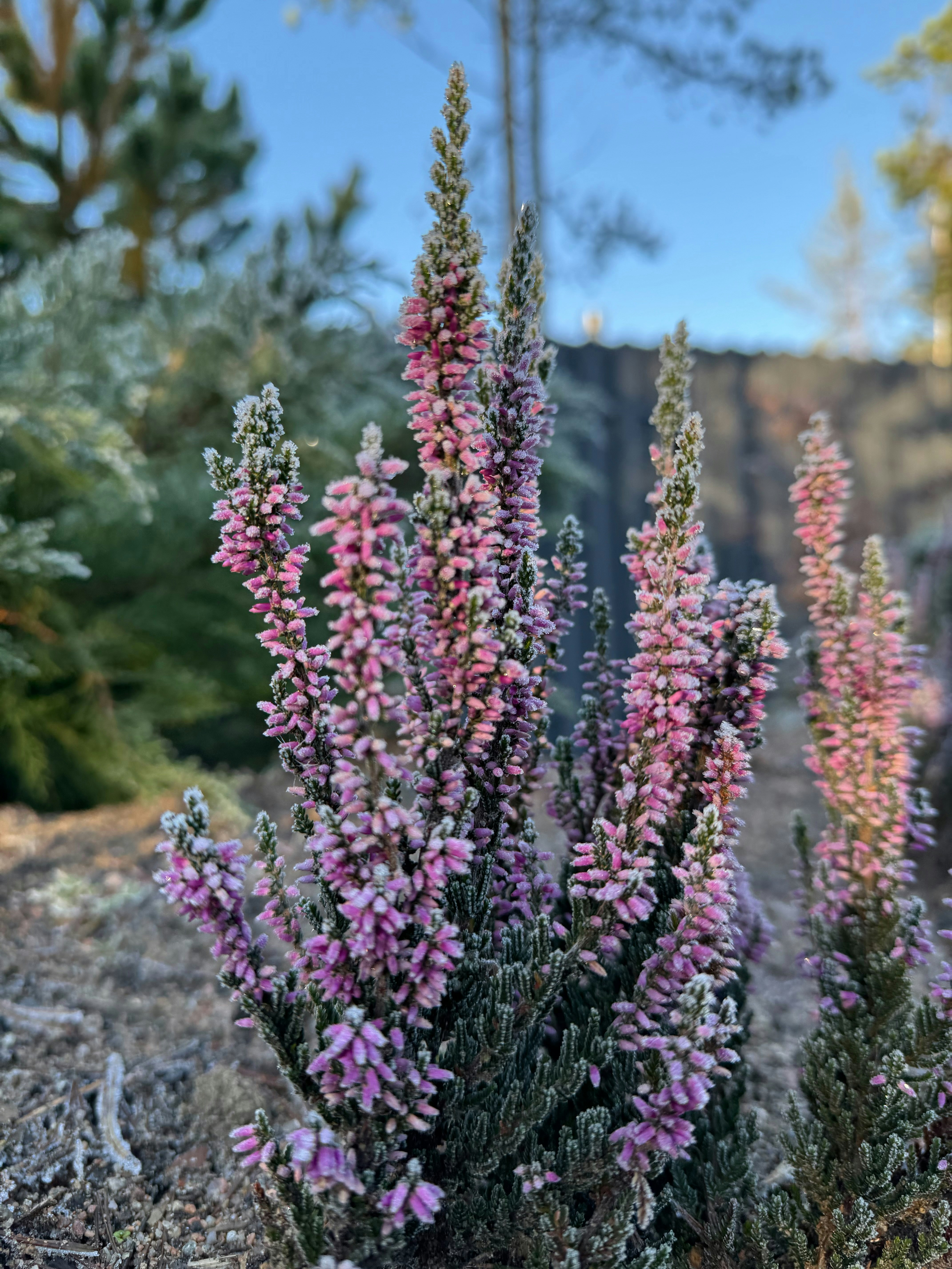 Pink heather flowers with frost on their leaves