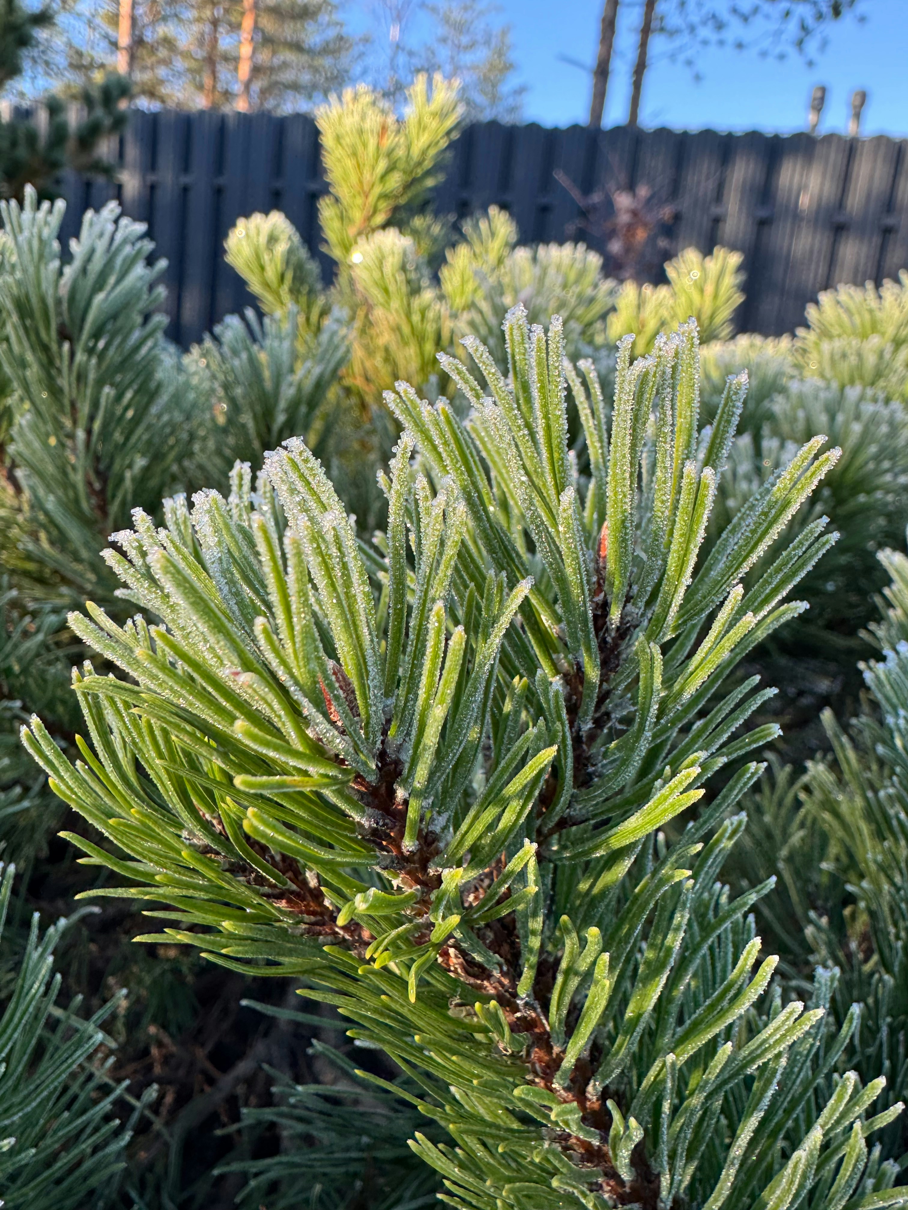 Pine needles covered in frost on a sunny morning.