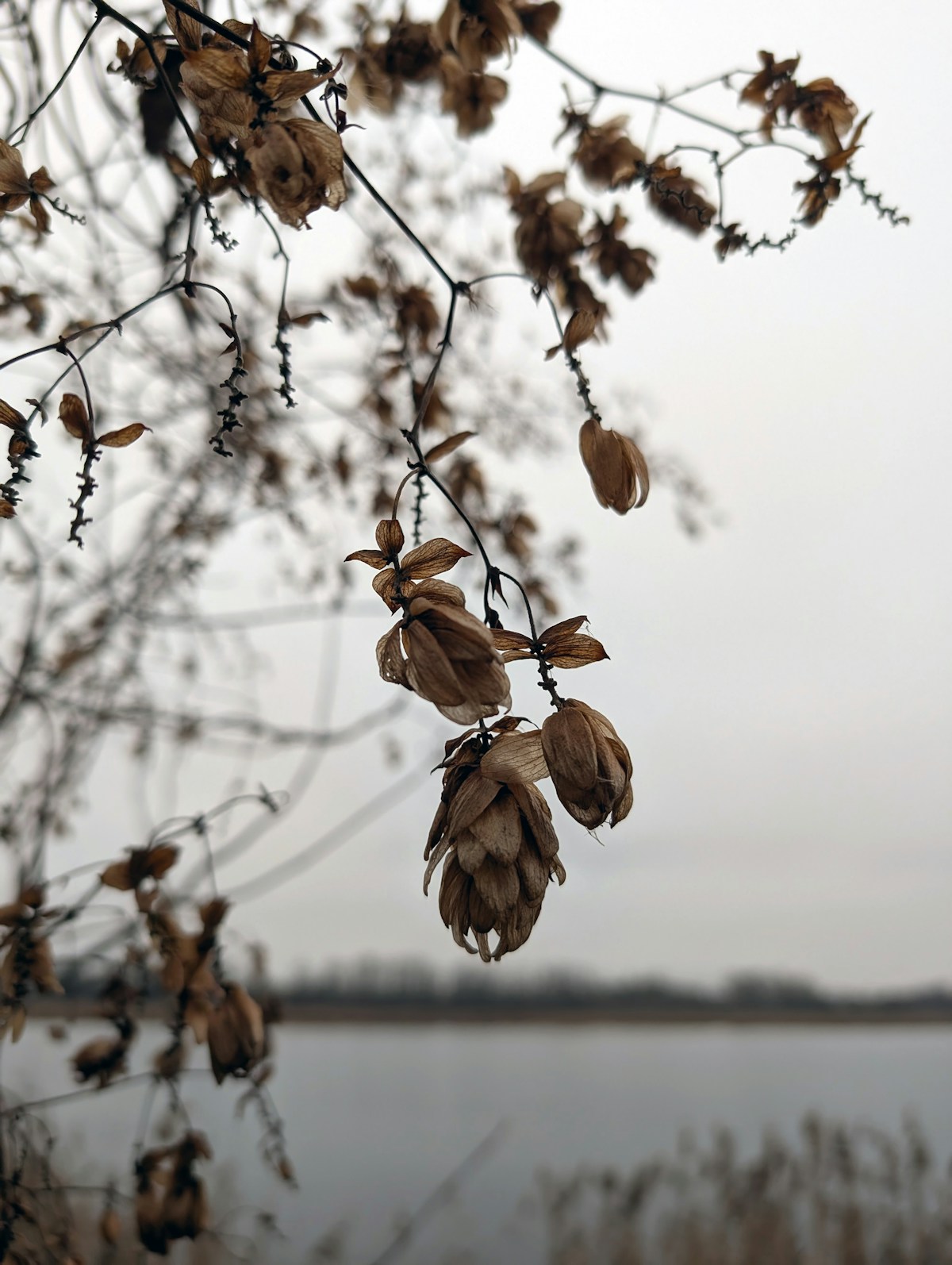 GABA Skincare for Stress Relief: The Korean Innovation