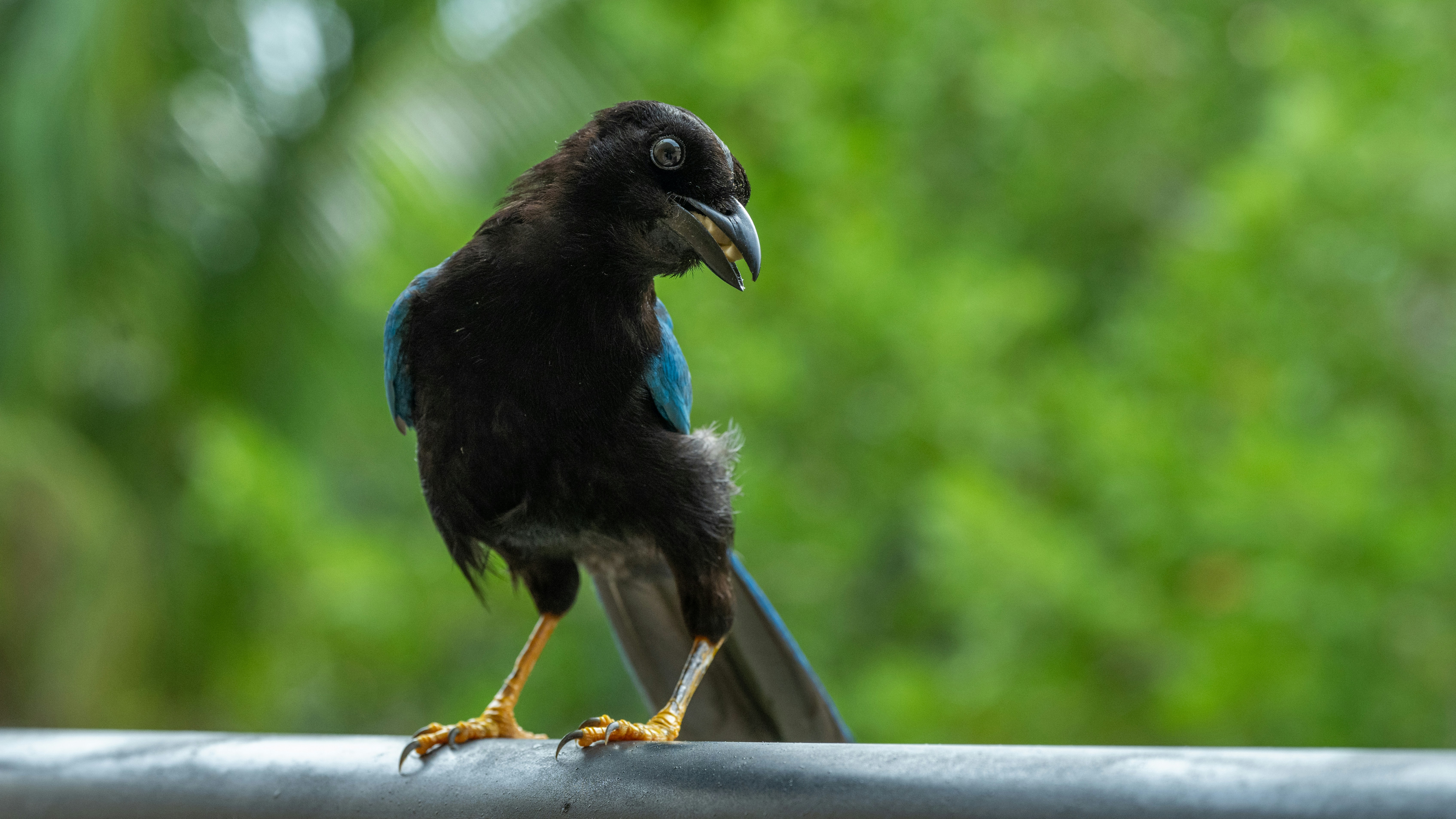 A black bird with blue feathers sits on a railing.