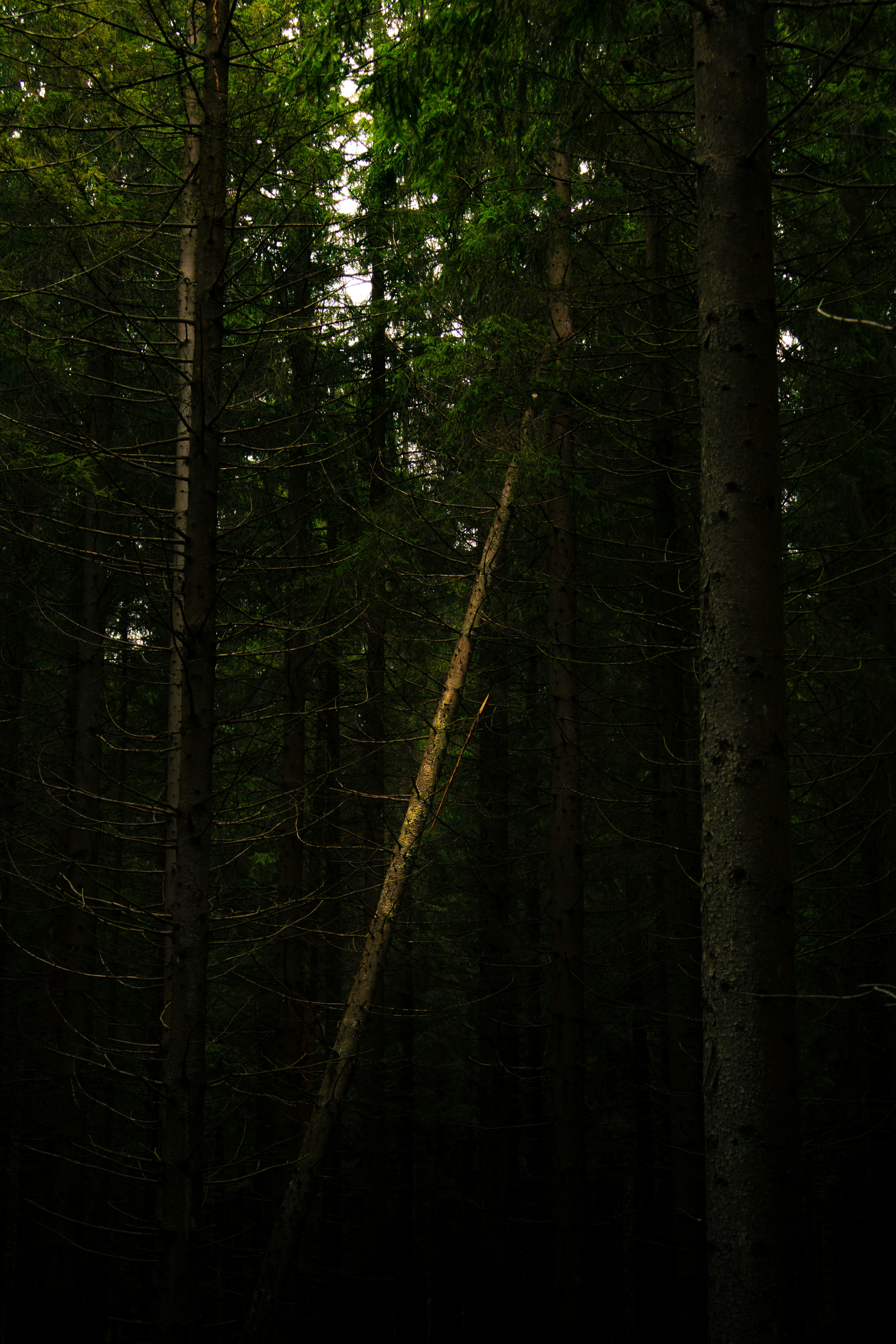 forest wallpaper peaceful, wallpaper, Camping with Chronic Pain: A Guide 5