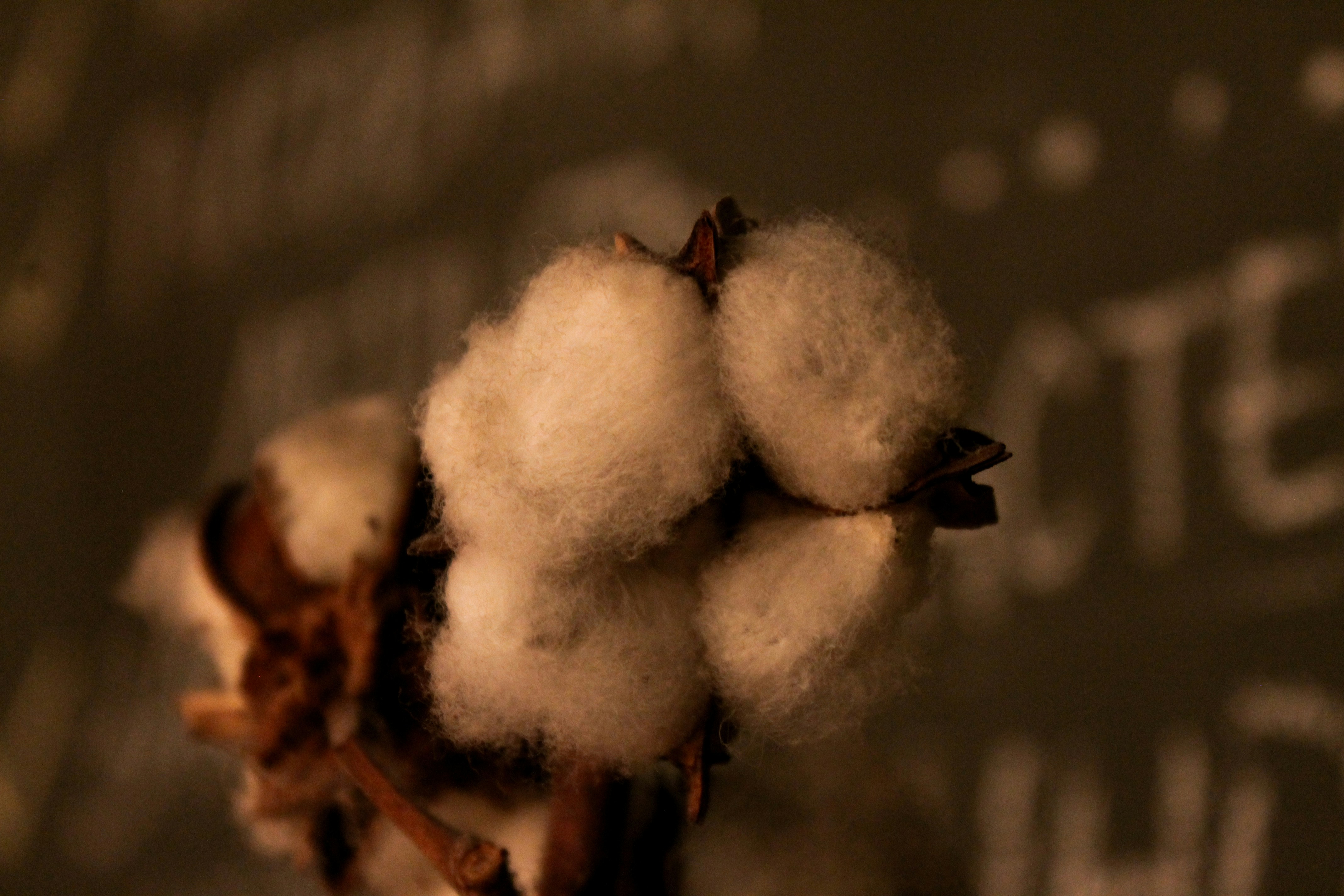 Close-up of fluffy white cotton bolls on a branch.