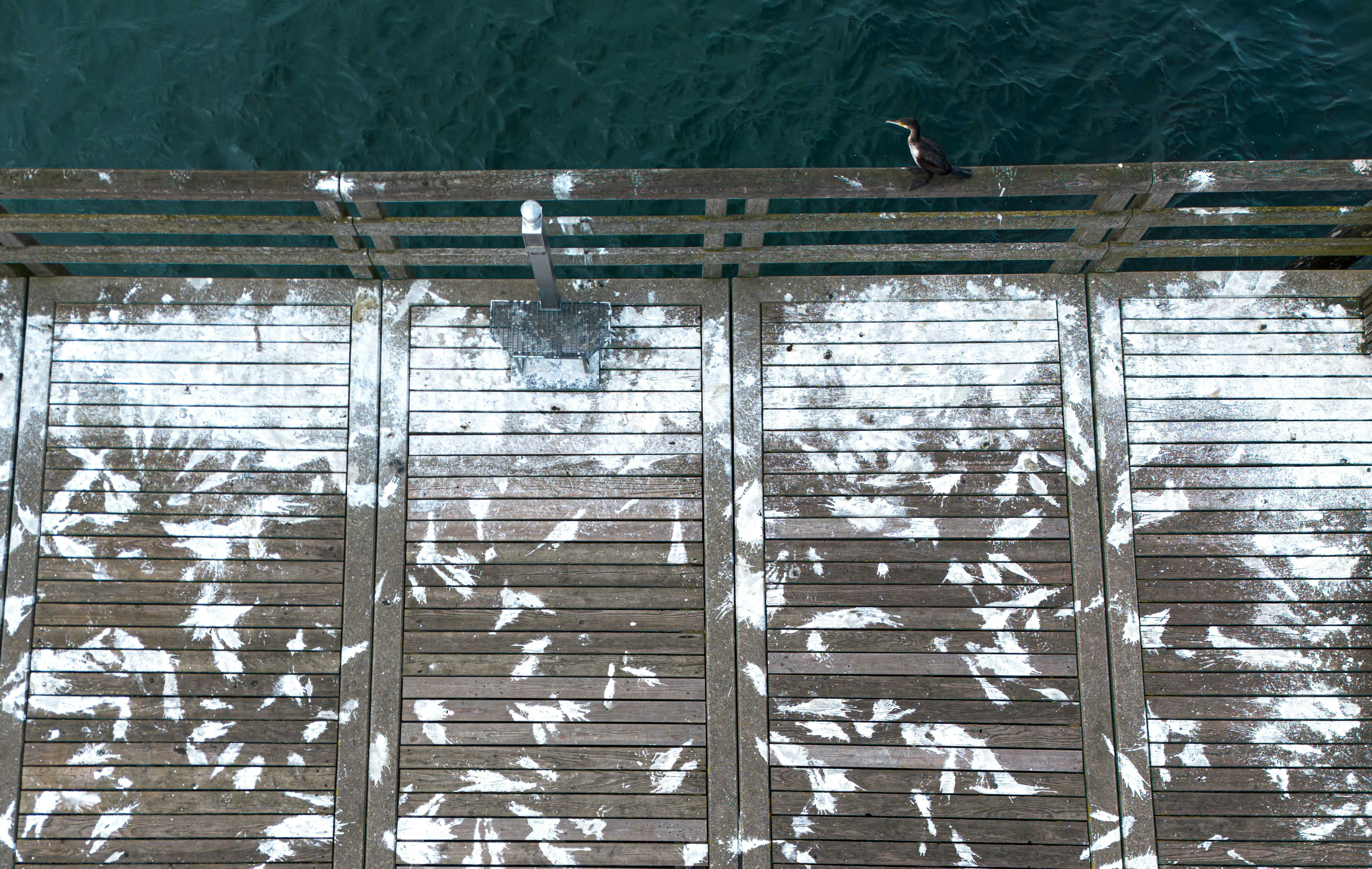 A bird stands on a wooden pier near the water.