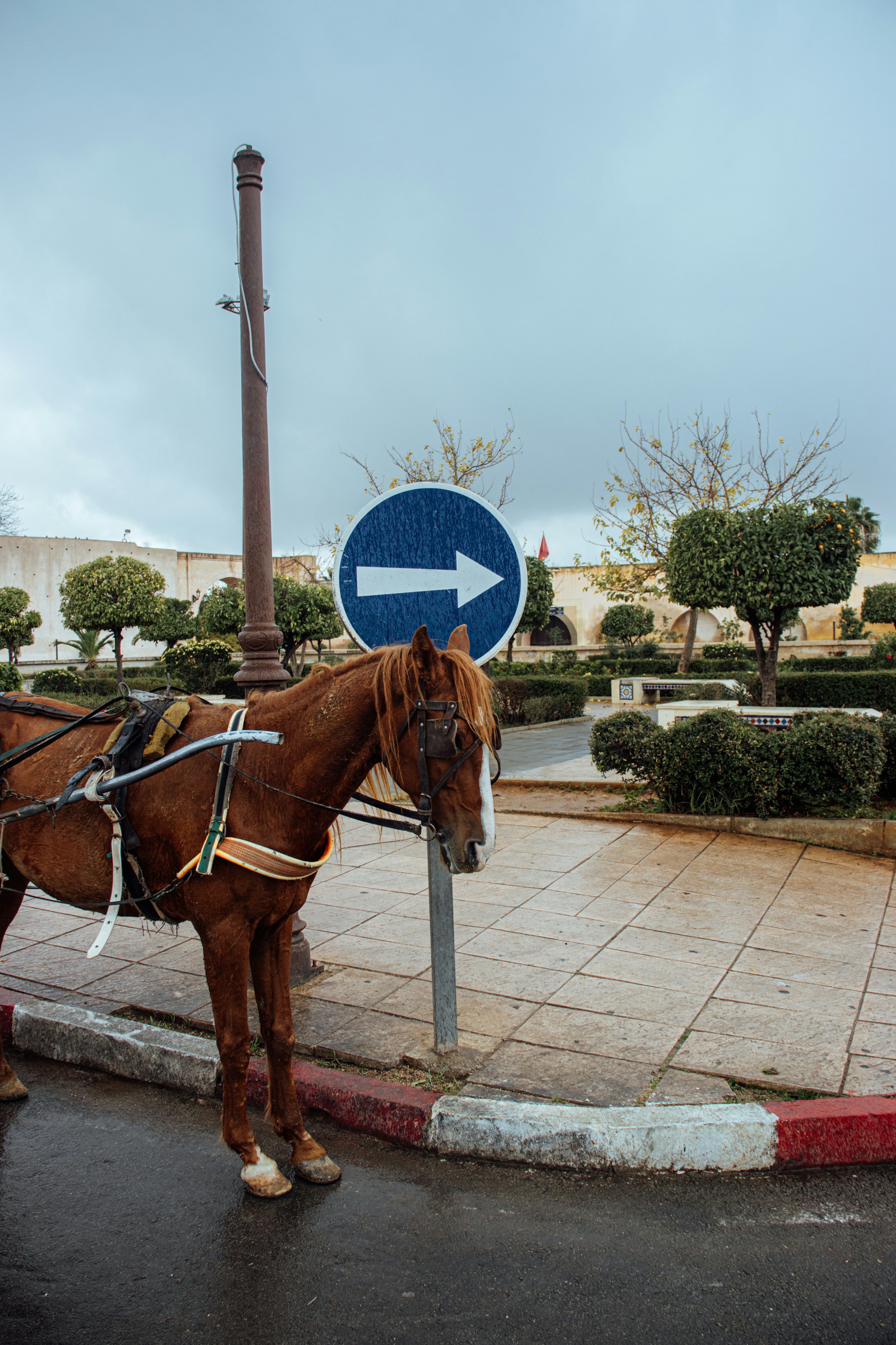 Brown horse stands near a blue directional sign.