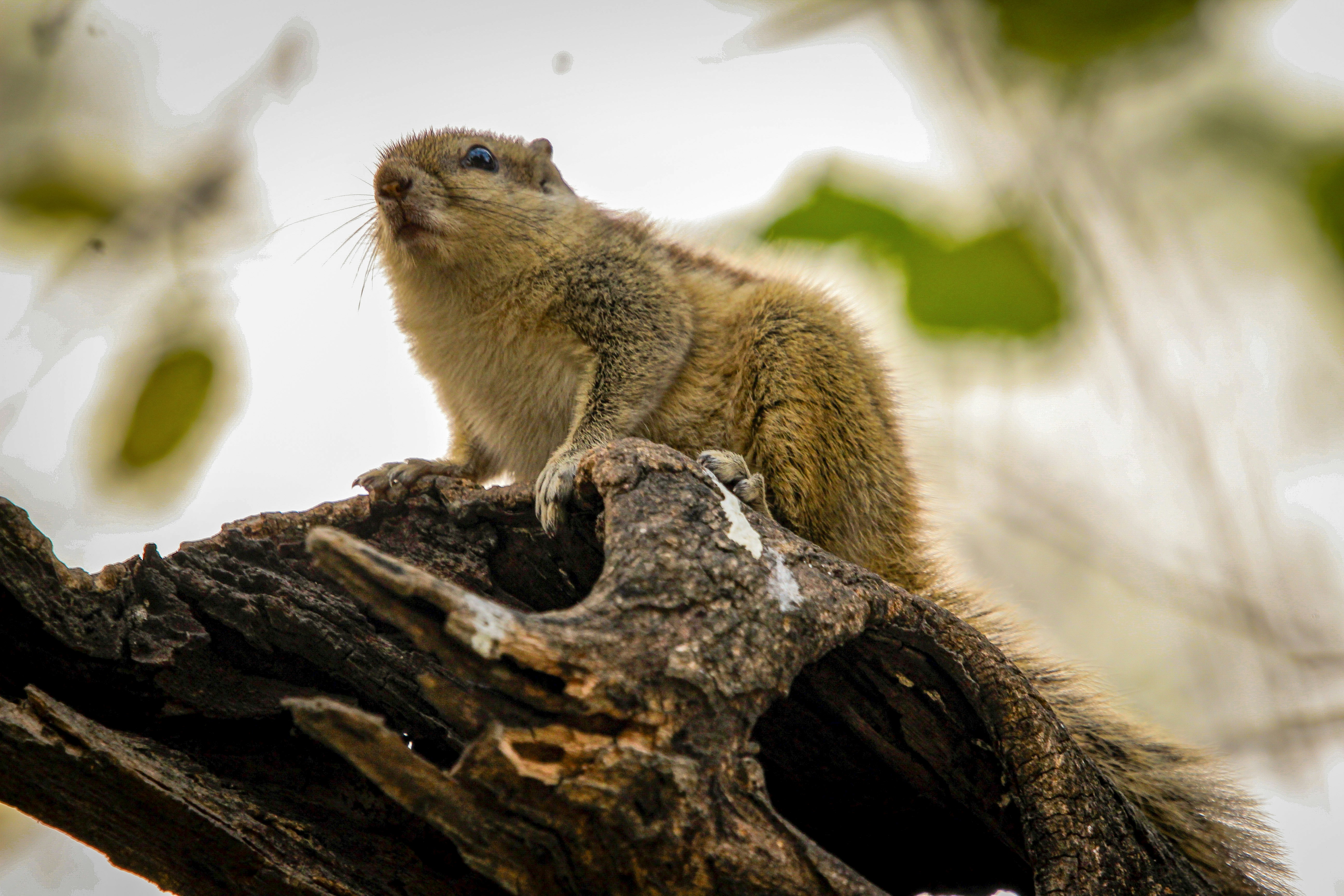 Una ardilla se sienta en una rama de árbol desgastada.