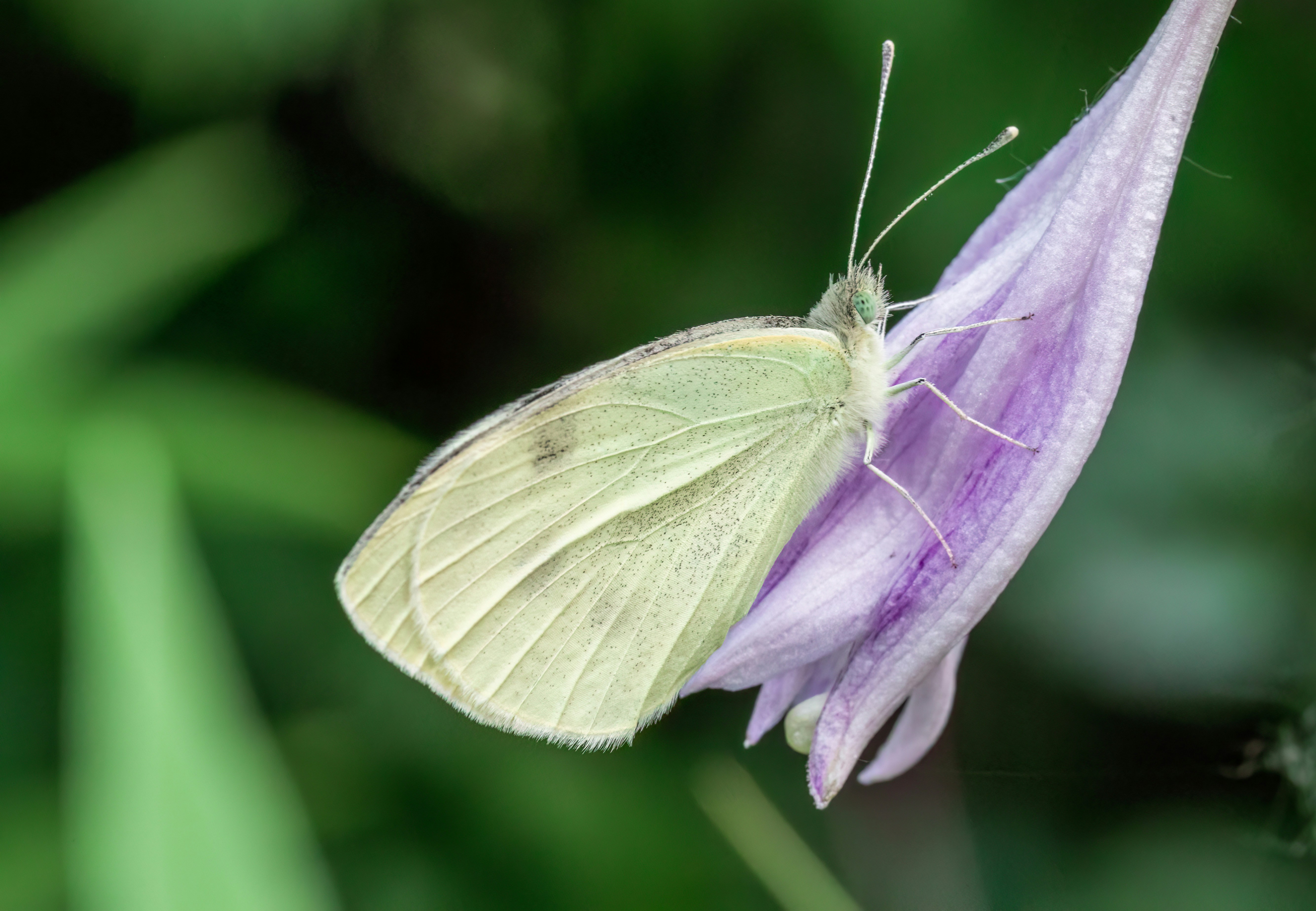 Ein weißer Schmetterling ruht auf einer violetten Blume.