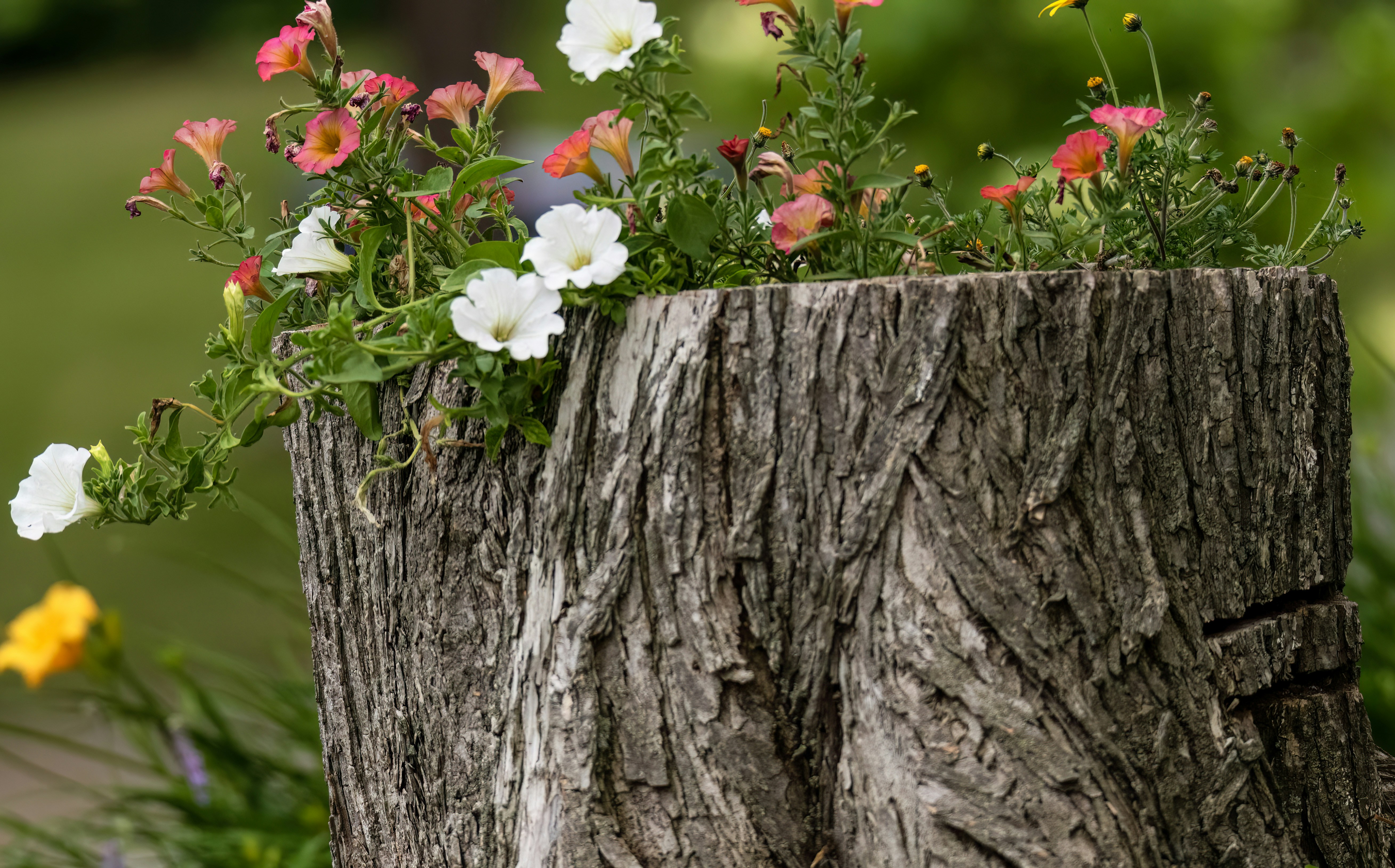 Blumen, die in einem ausgehöhlten Baumstumpf blühen