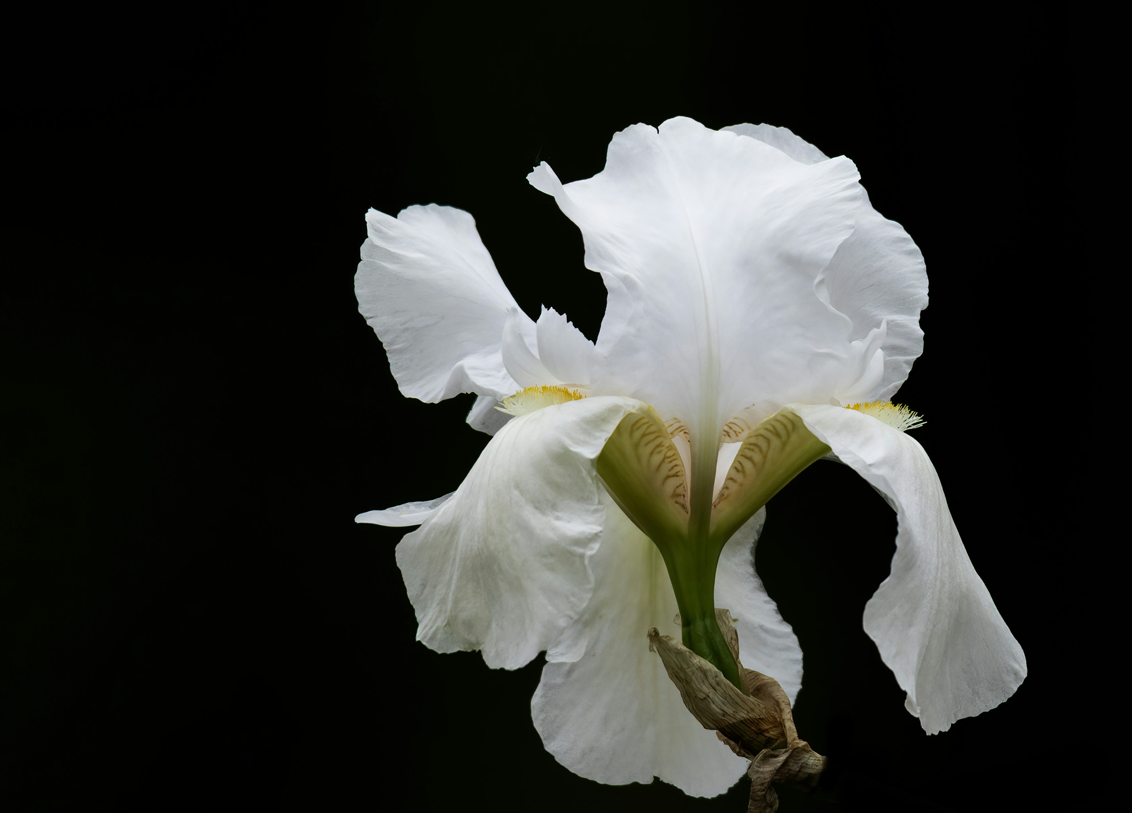 Eine zarte weiße Irisblume auf schwarzem Hintergrund