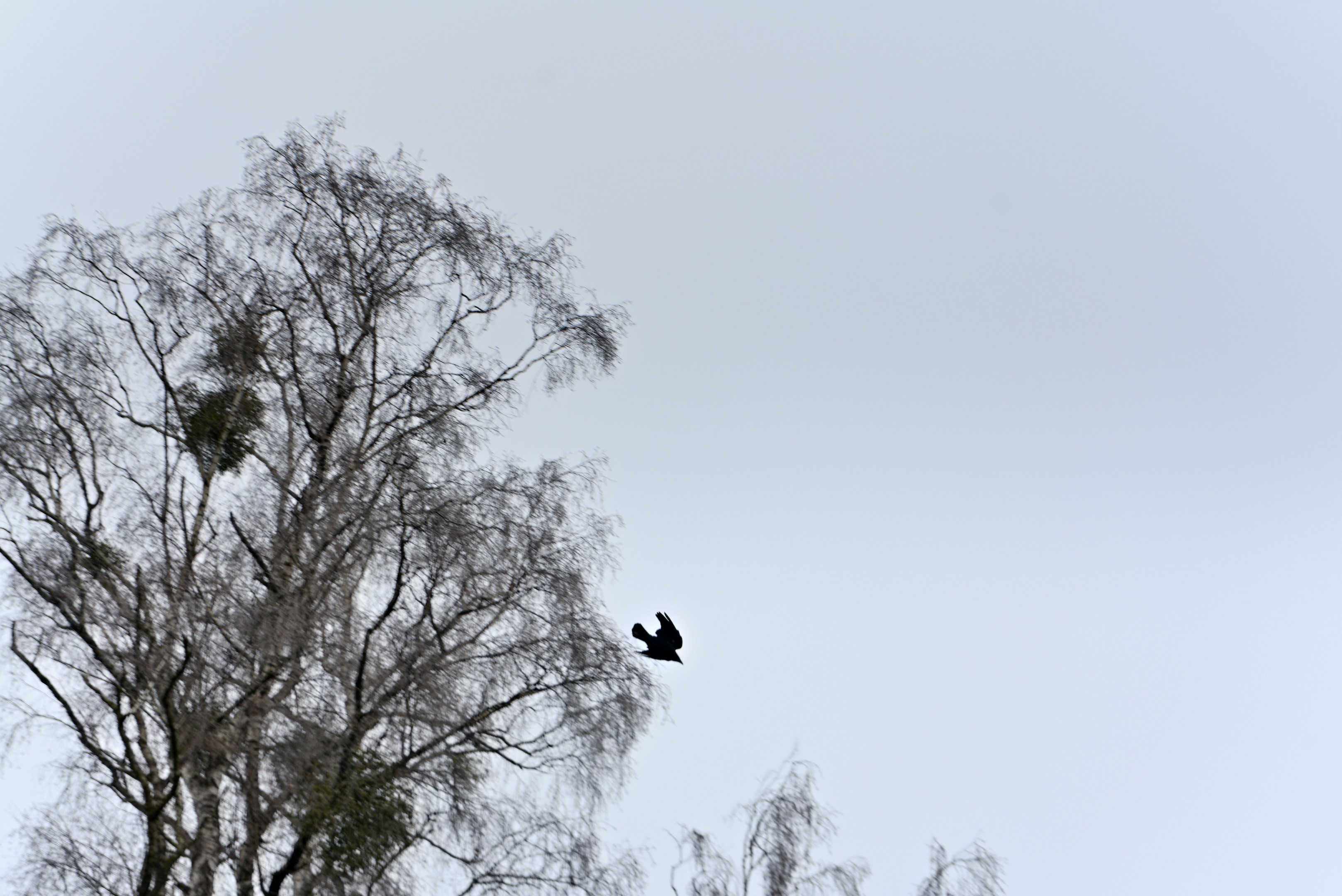 Vogel, der nahe einem kahlen Baum gegen einen wolkigen Himmel fliegt