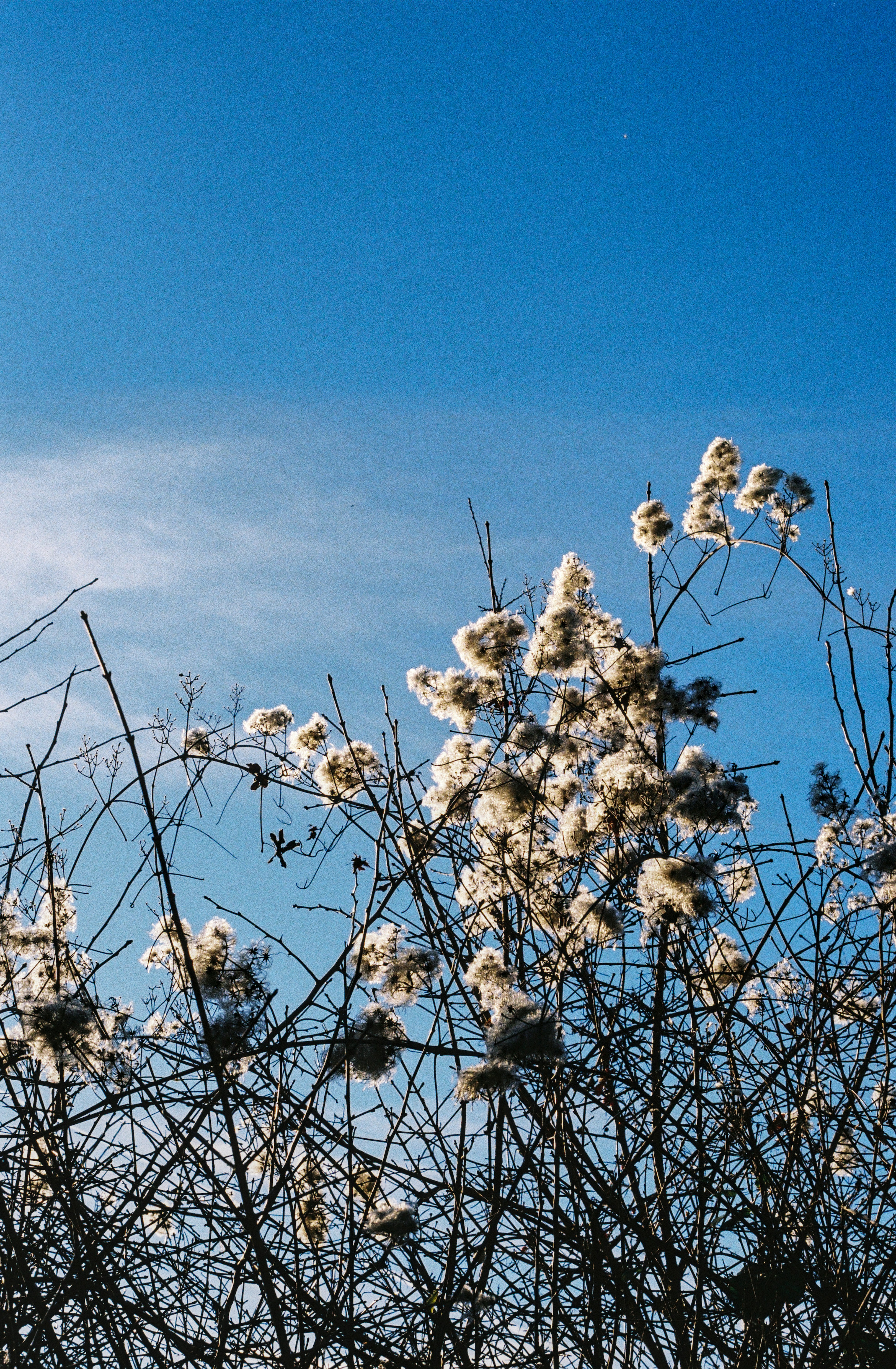 Fluffy seed heads on bare branches against blue sky