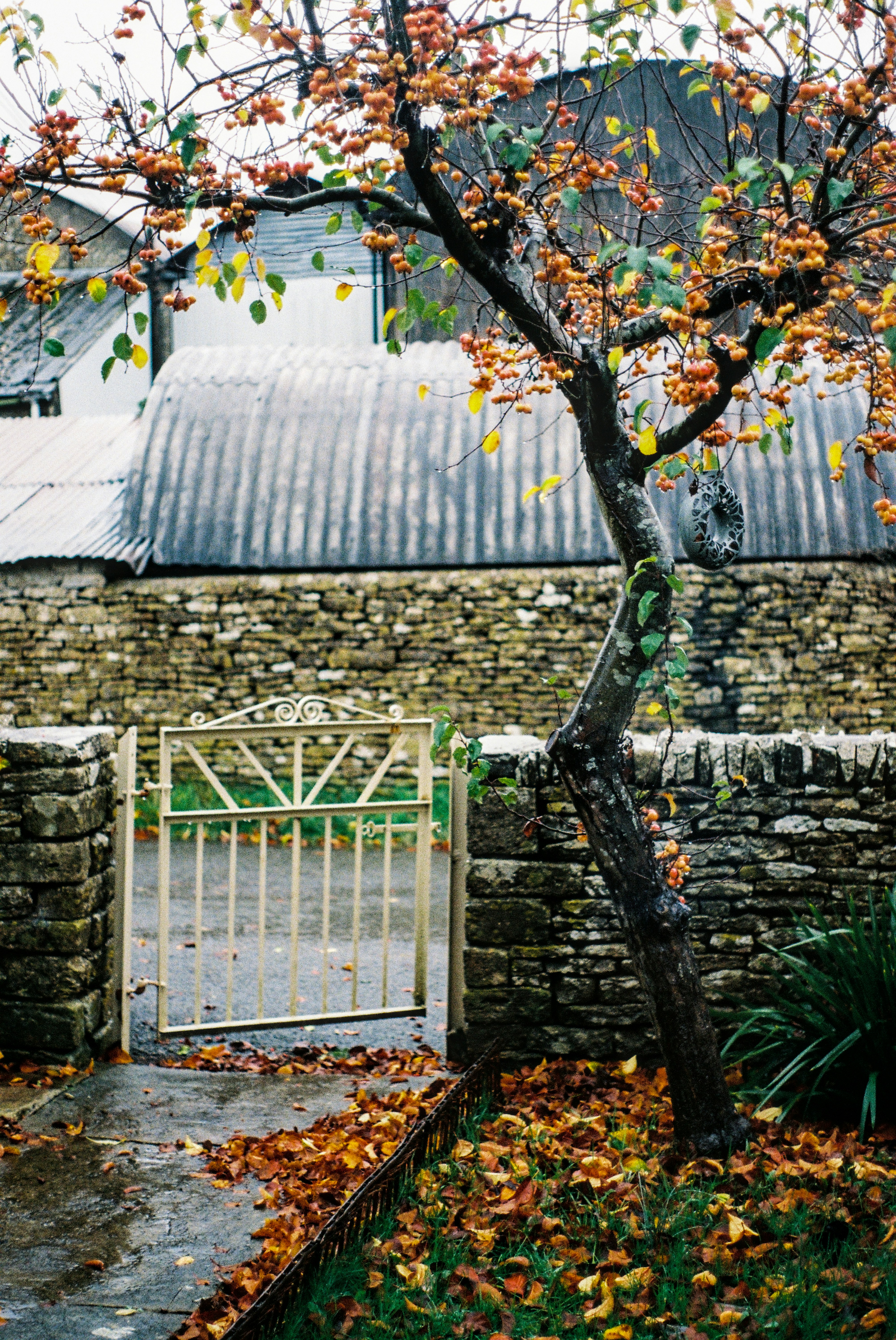 Autumn tree with fallen leaves by stone wall and gate