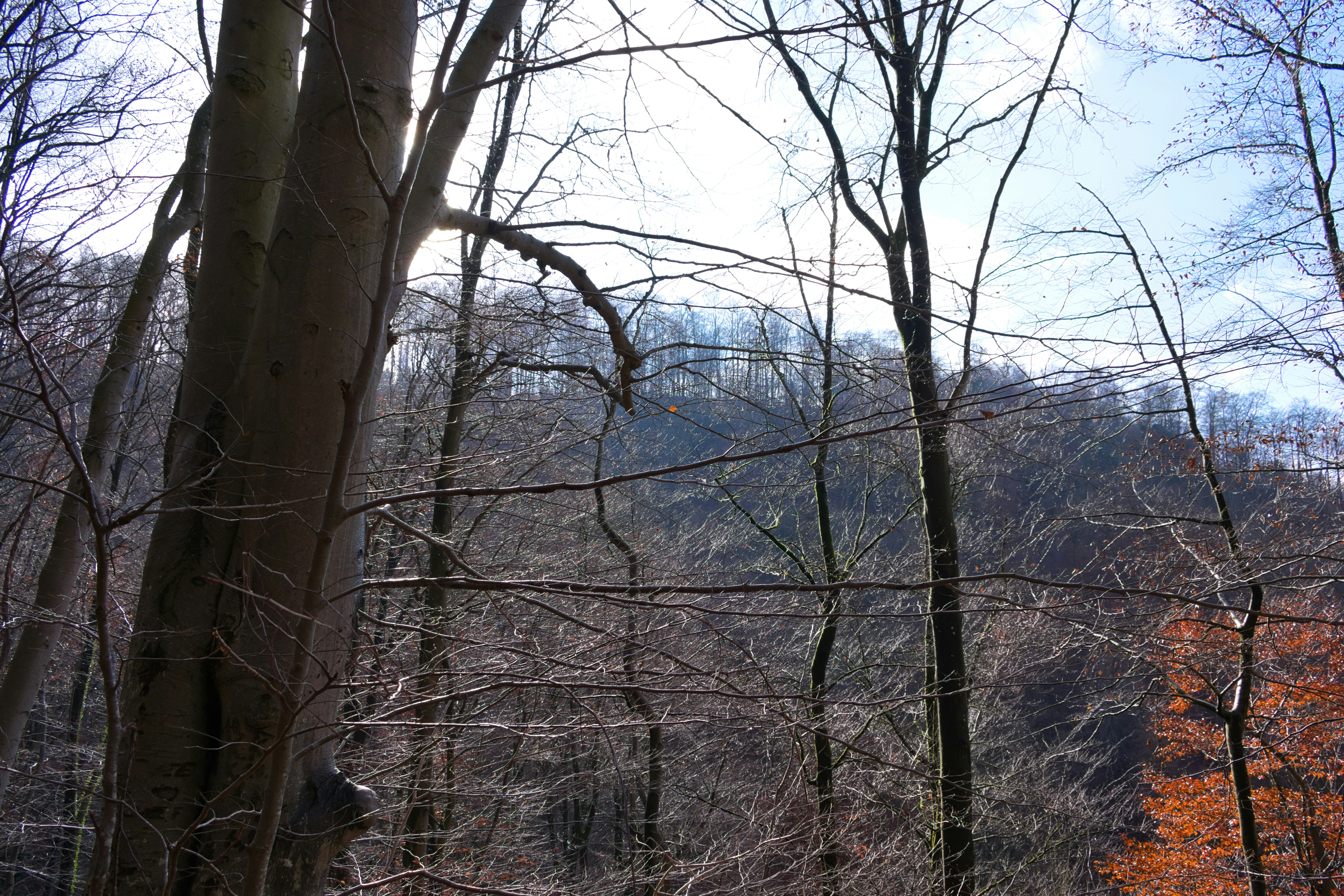 Bare trees on a hill under a bright sky