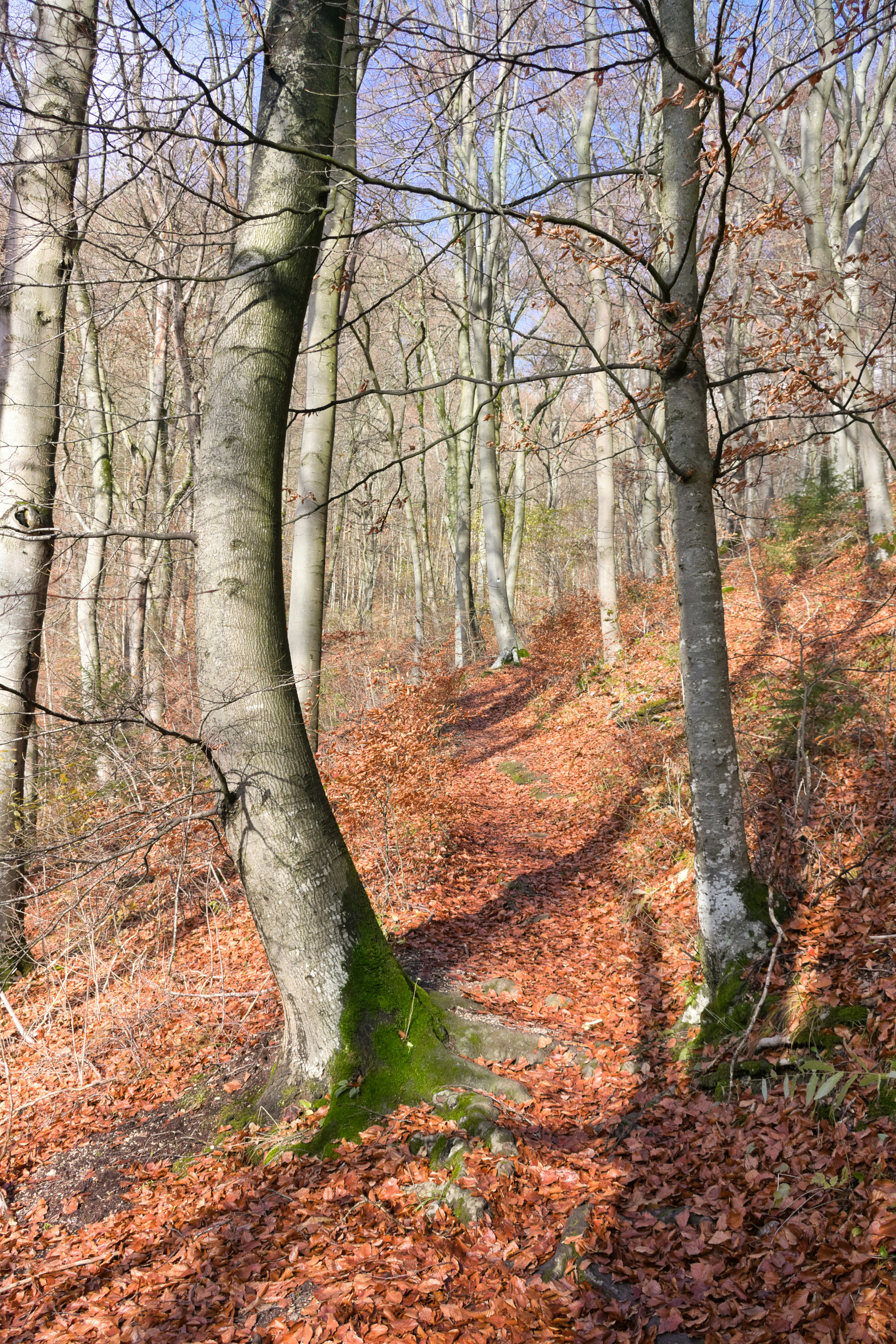 Bare trees on a forest path covered in autumn leaves.