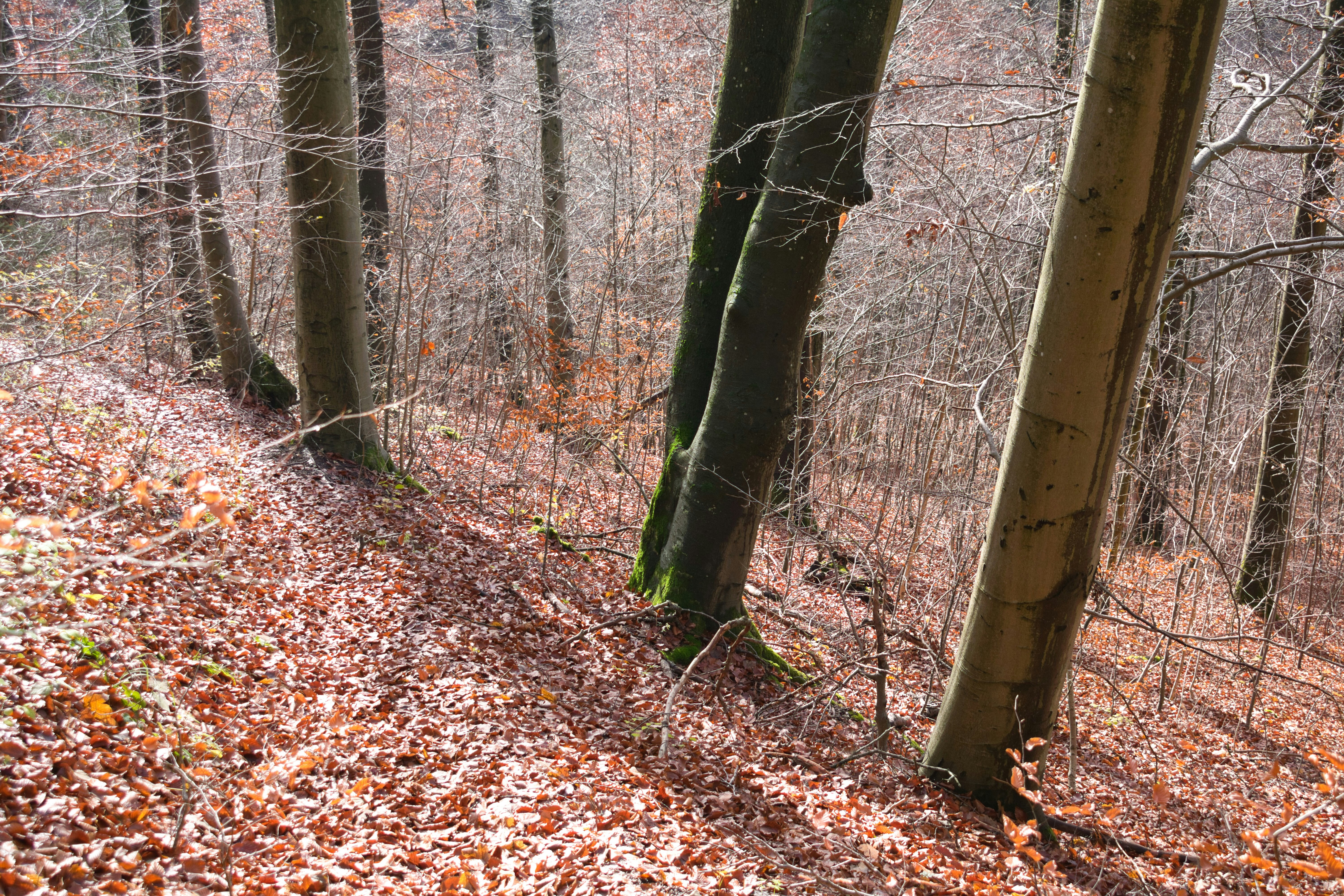 Bare trees on a sunlit forest floor covered in leaves.