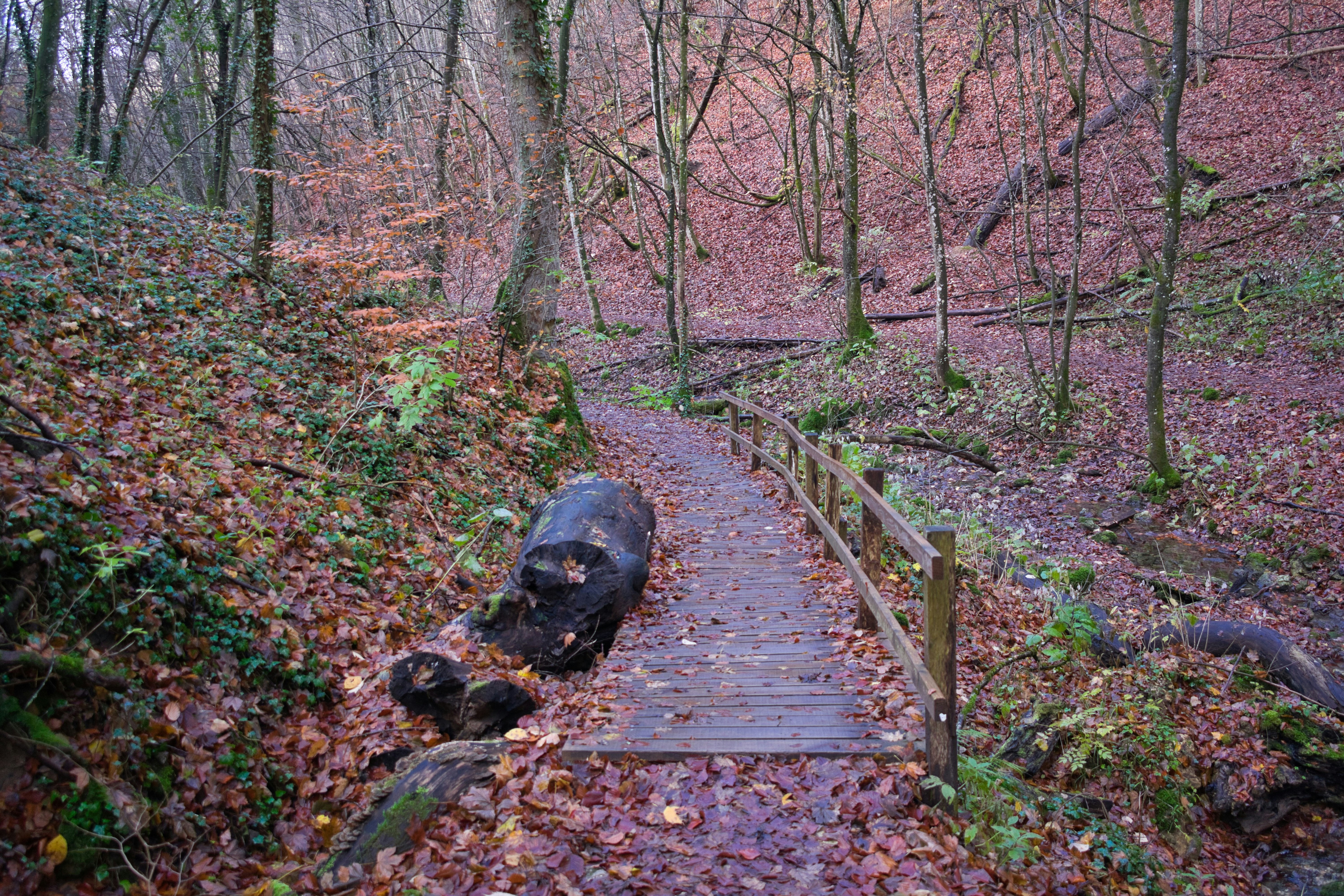 Wooden walkway through autumn forest with fallen leaves