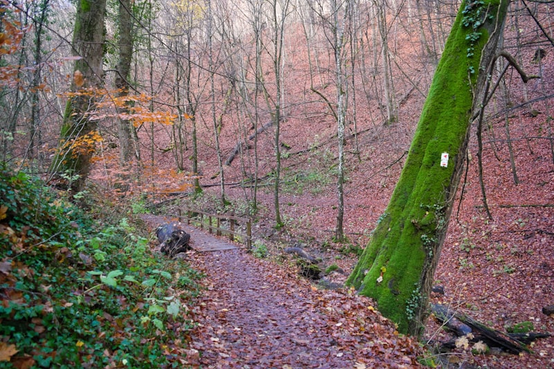 Herbstlicher Laubwaldweg mit Moos in der Eifel