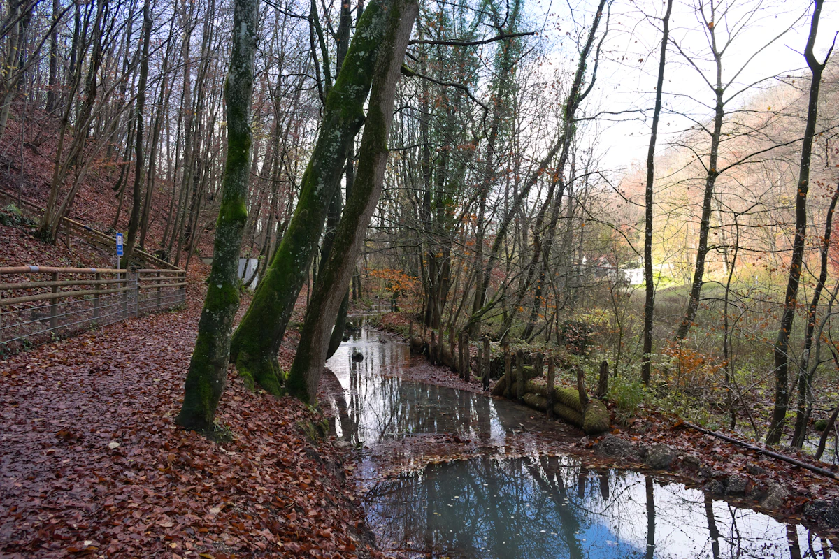 A tranquil forest path alongside a calm stream, representing the gentle, continuous flow of a life's timeline