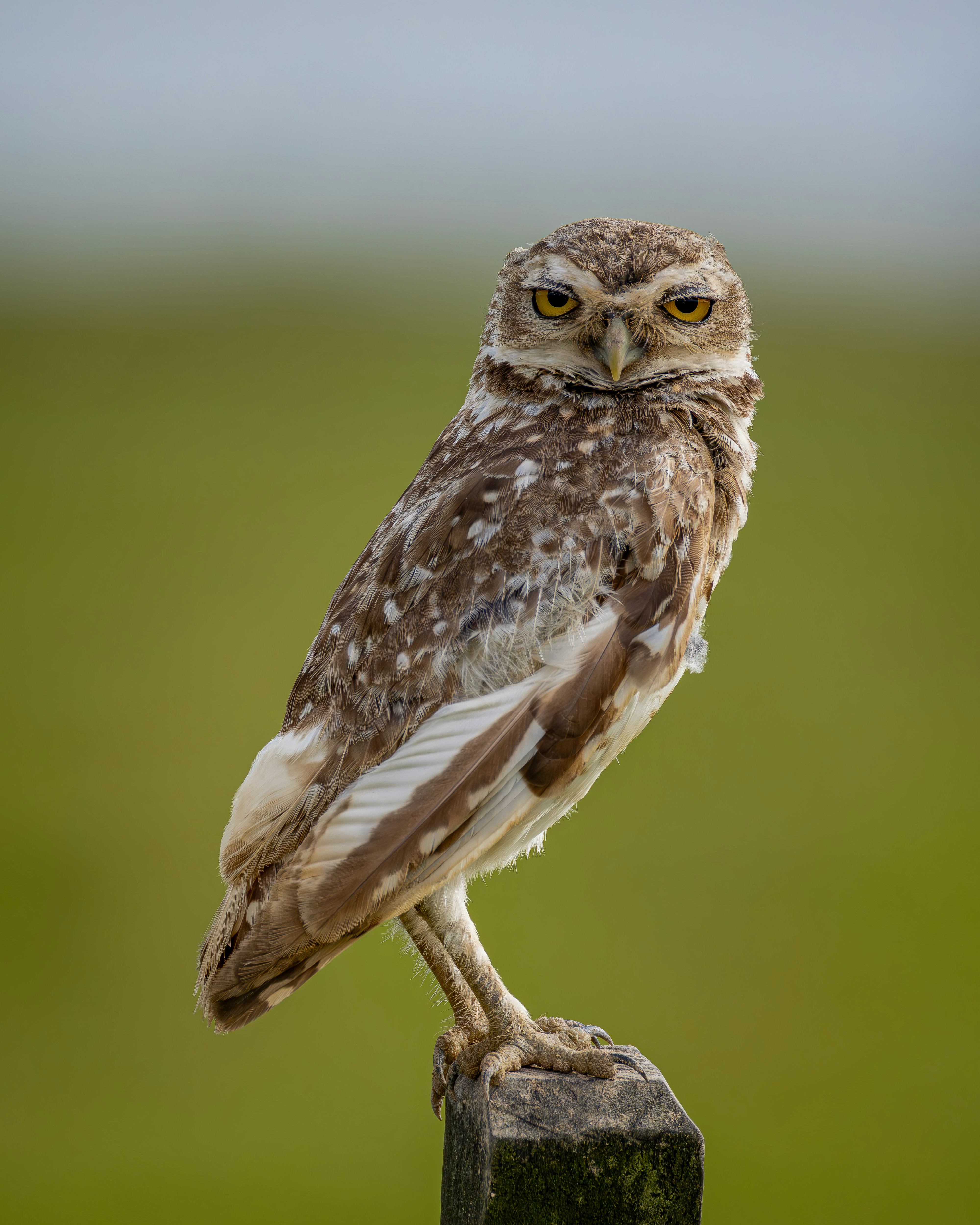 Photo by matheuskprot