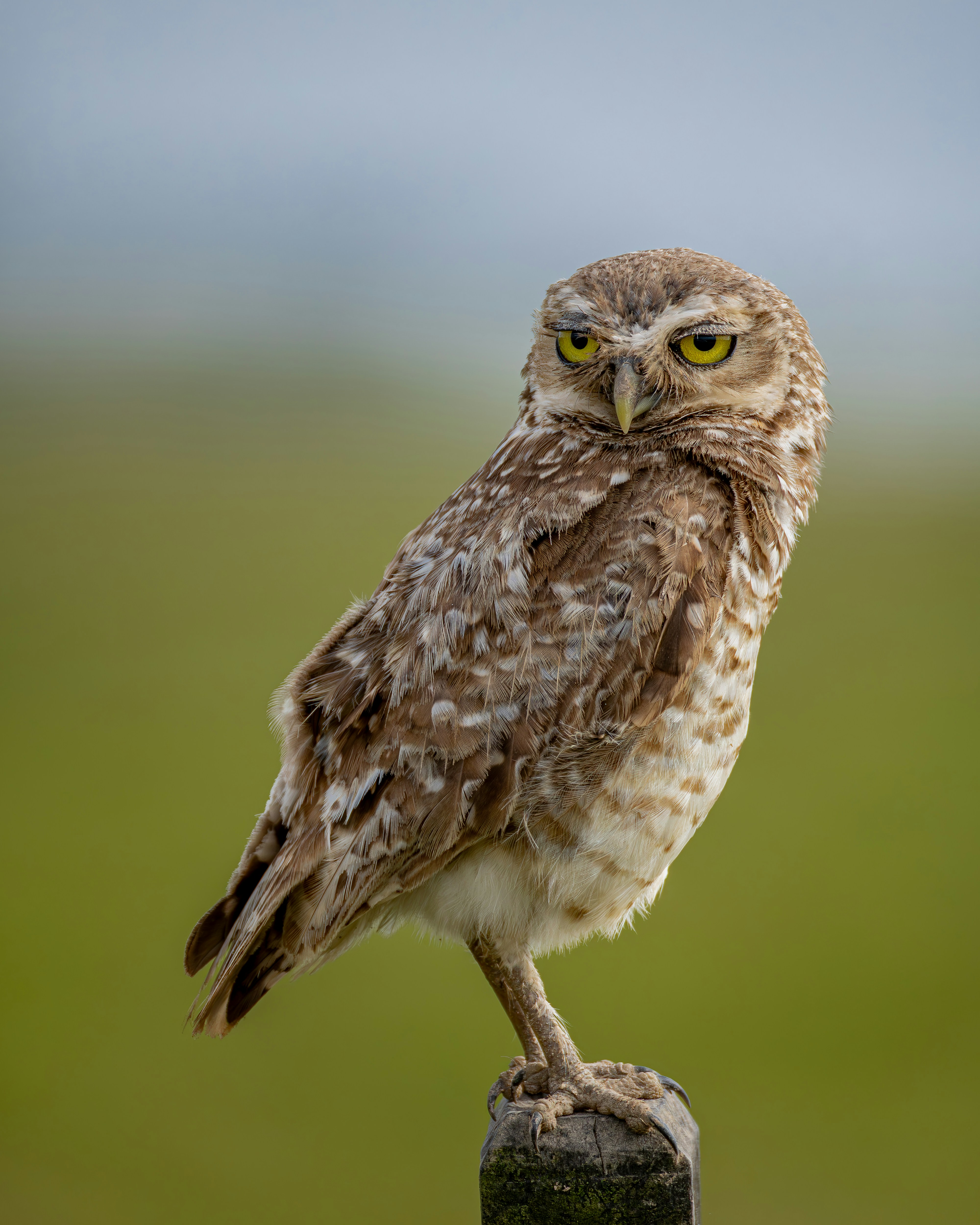 Photo by matheuskprot