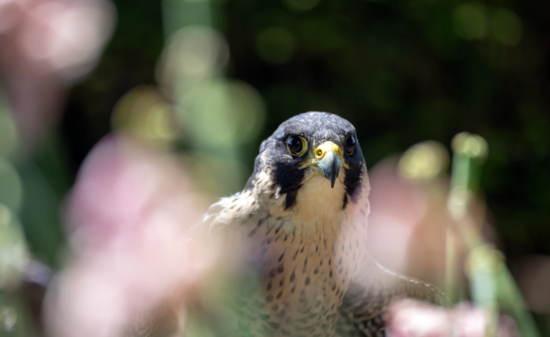 Close-up of a falcon