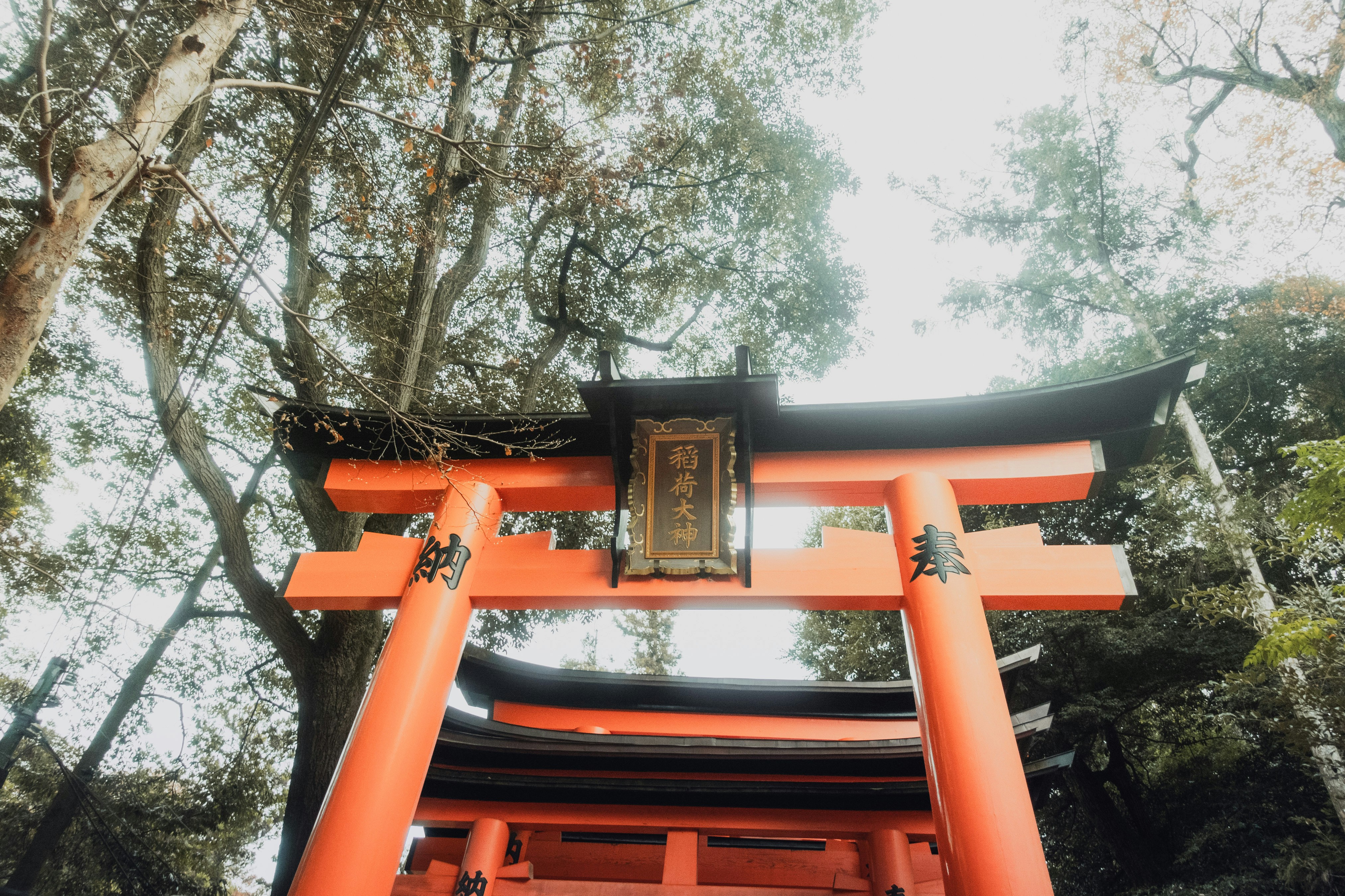 Orange torii gates in a forest setting
