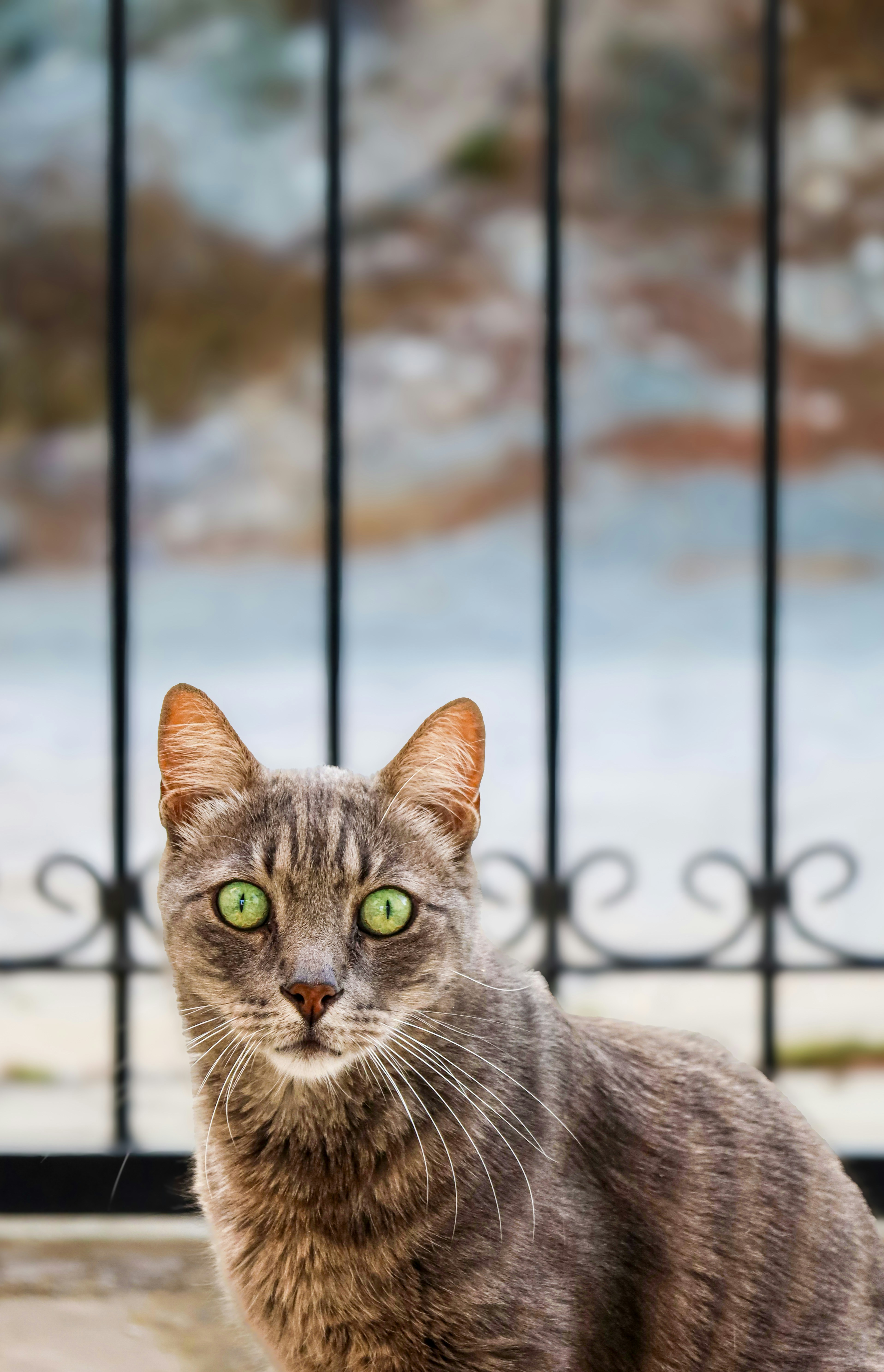 A grey tabby cat with bright green eyes looks forward.