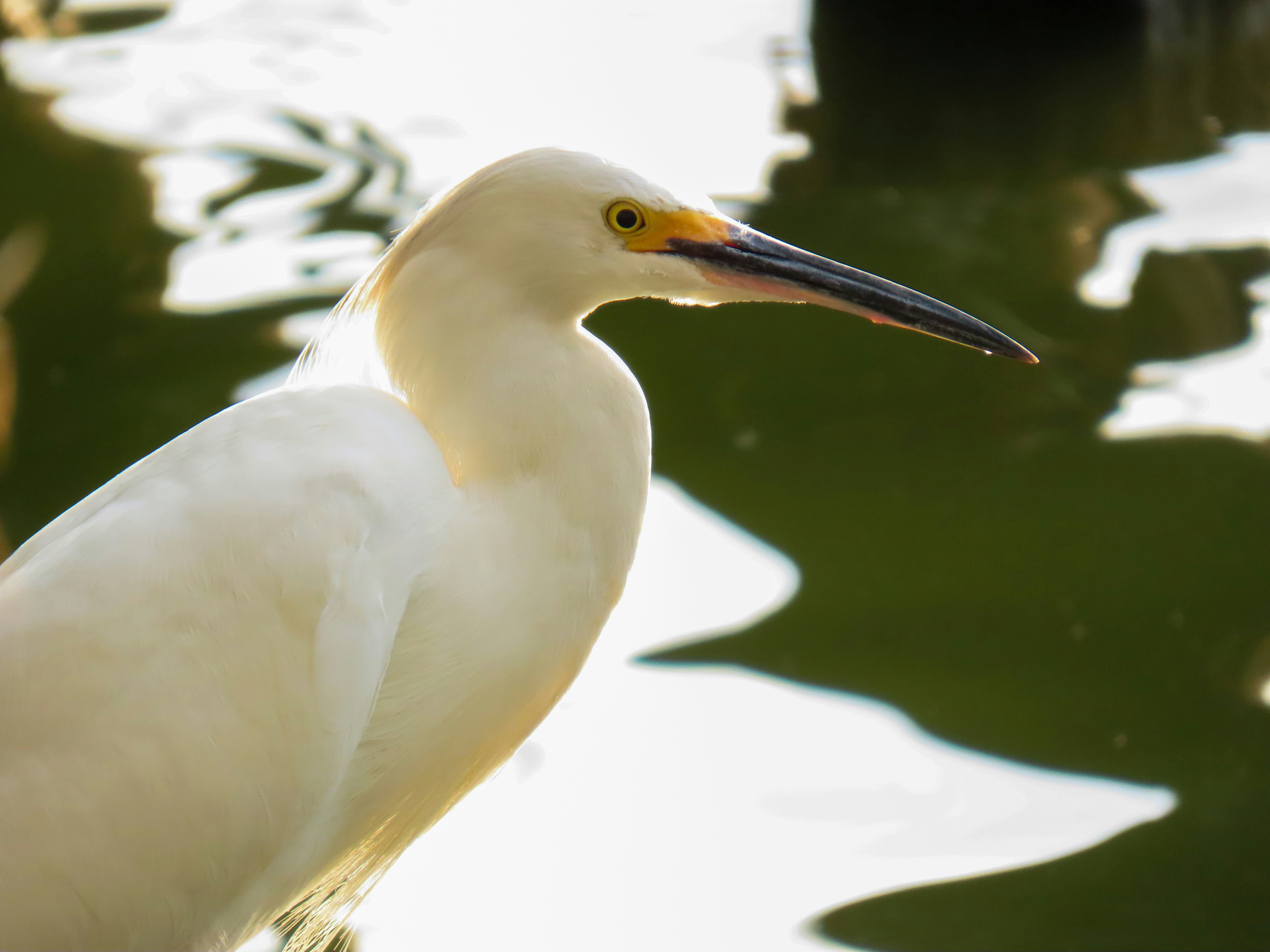 Photo by patricianicoloso