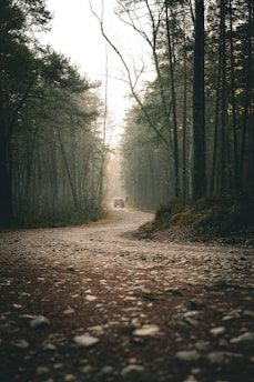 A car drives down a misty forest road.