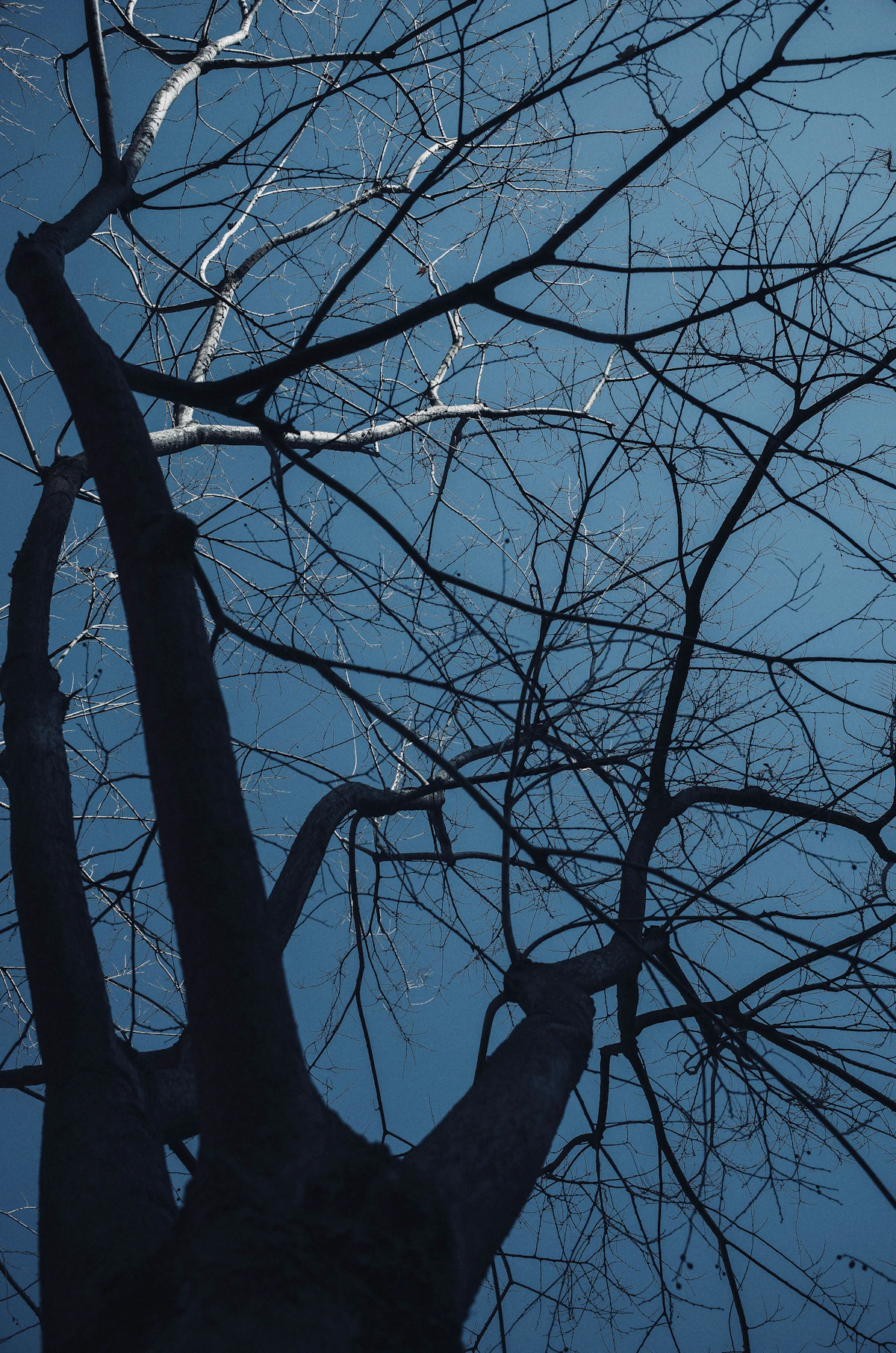 Bare tree branches dividing into ever finer twigs against the sky, analogous to a tree of gates that splits the input again at each level, with an expert waiting only at the final tip