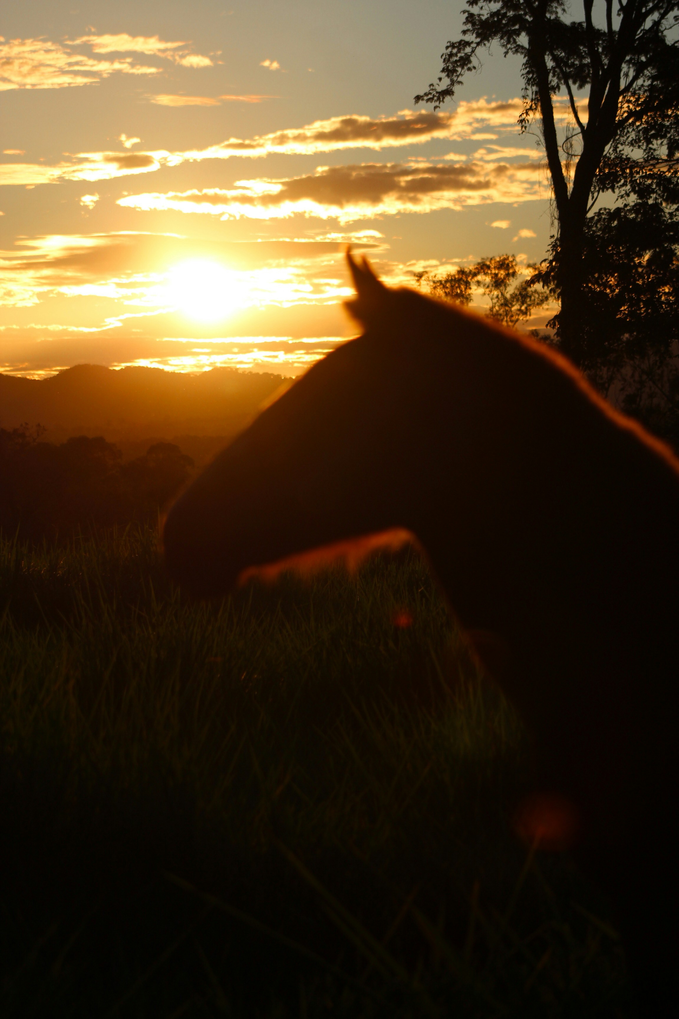 Silhouette of a horse against a golden sunset.