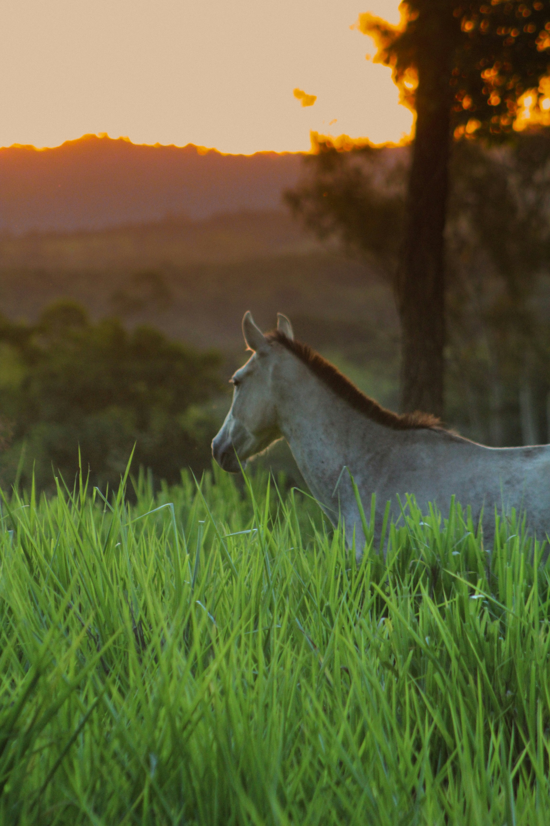 A horse stands in tall grass at sunset.