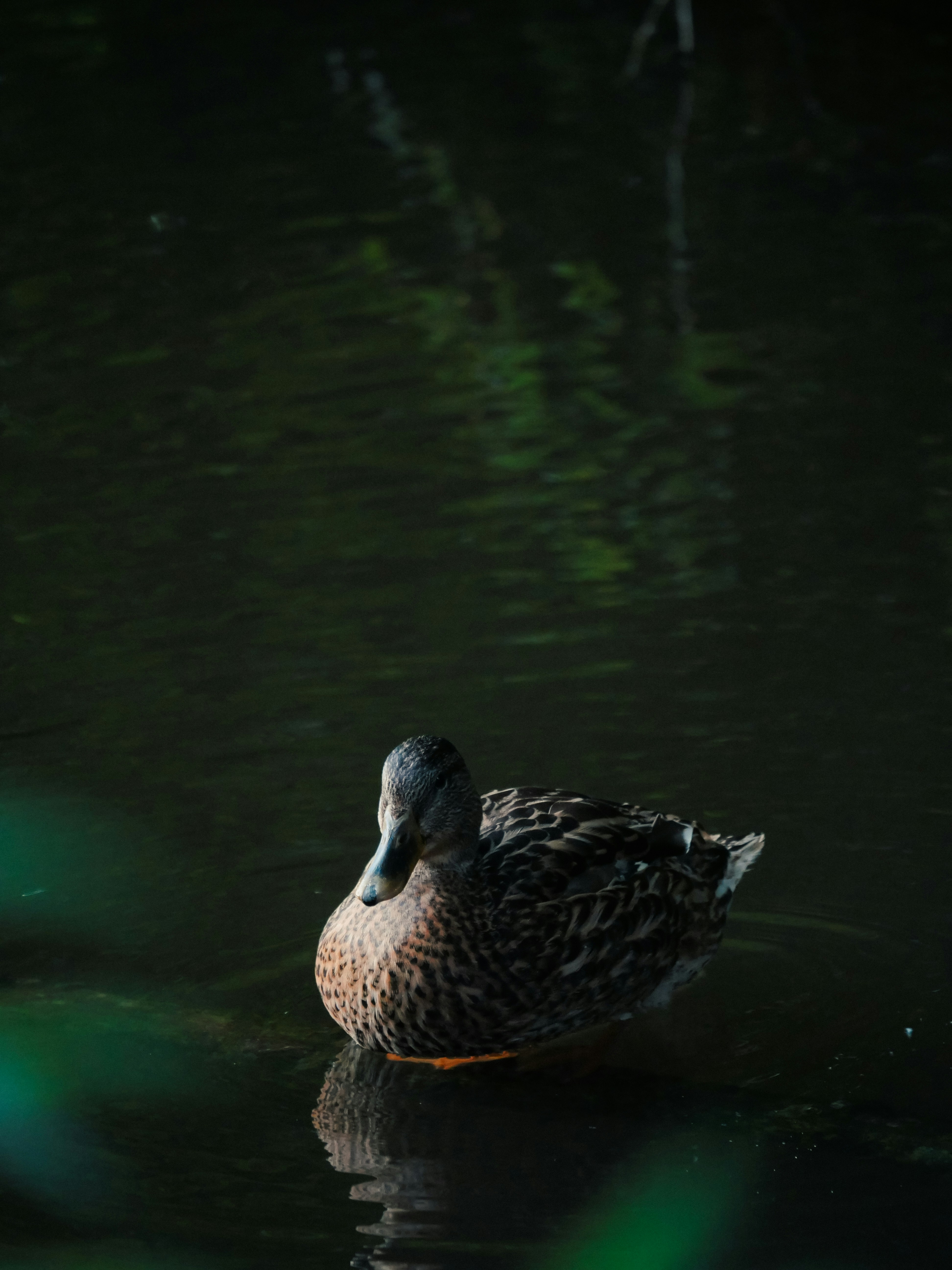 Photo by juttaelisabeth1