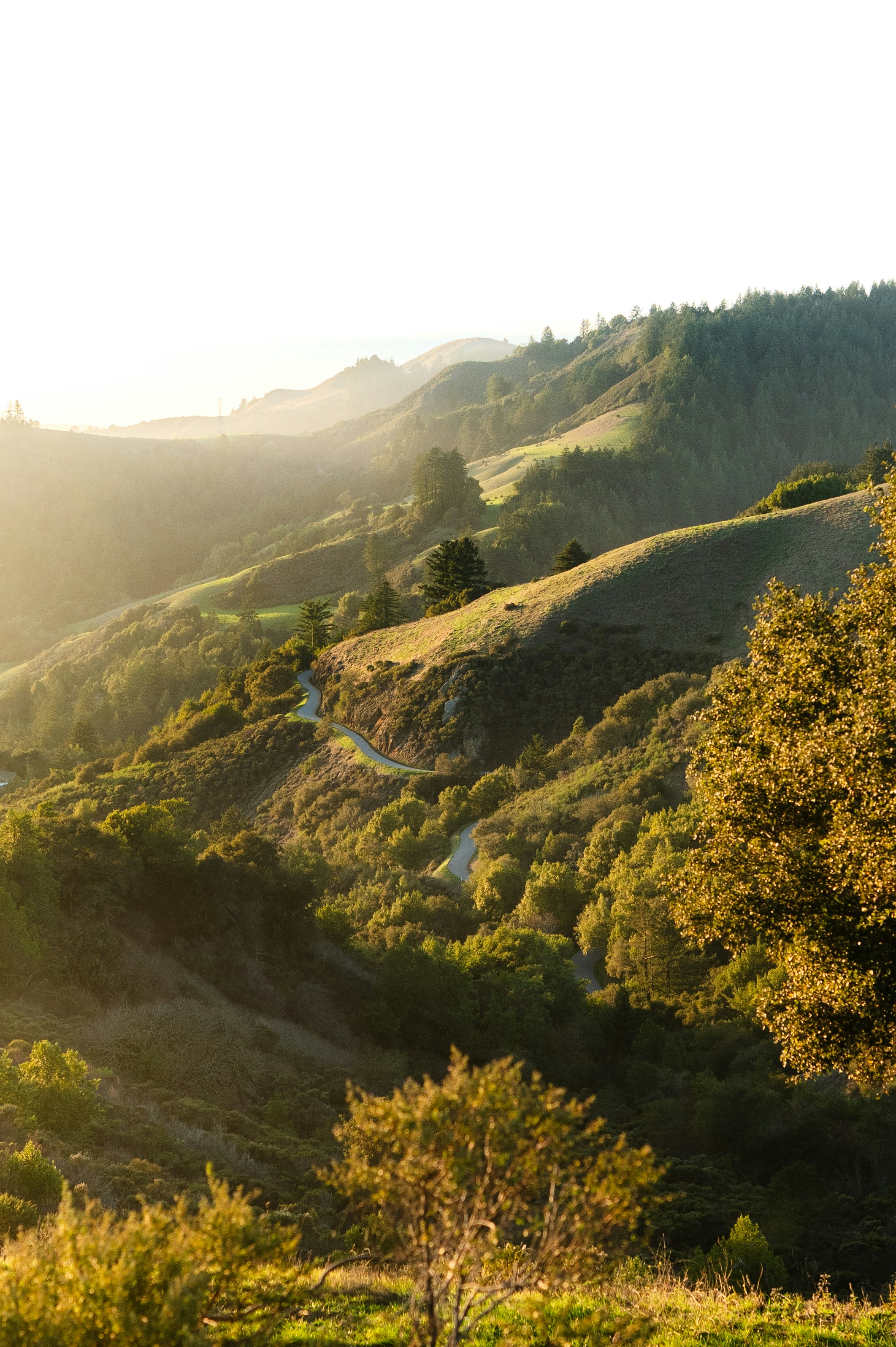 Rolling green hills bathed in soft golden sunlight.
