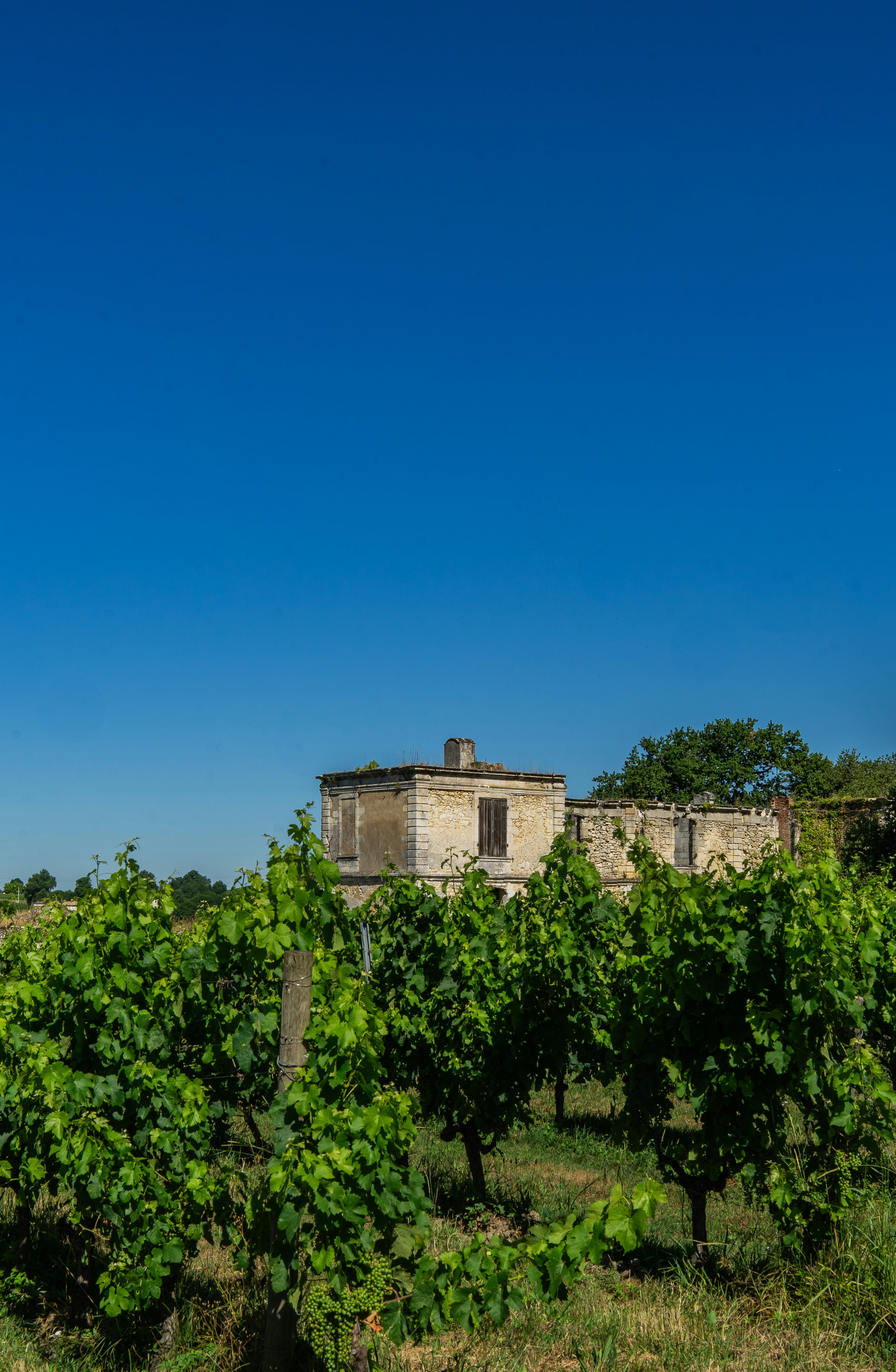 Grappes de raisins mûrs dans les rangs de vigne sous lumière naturelle
