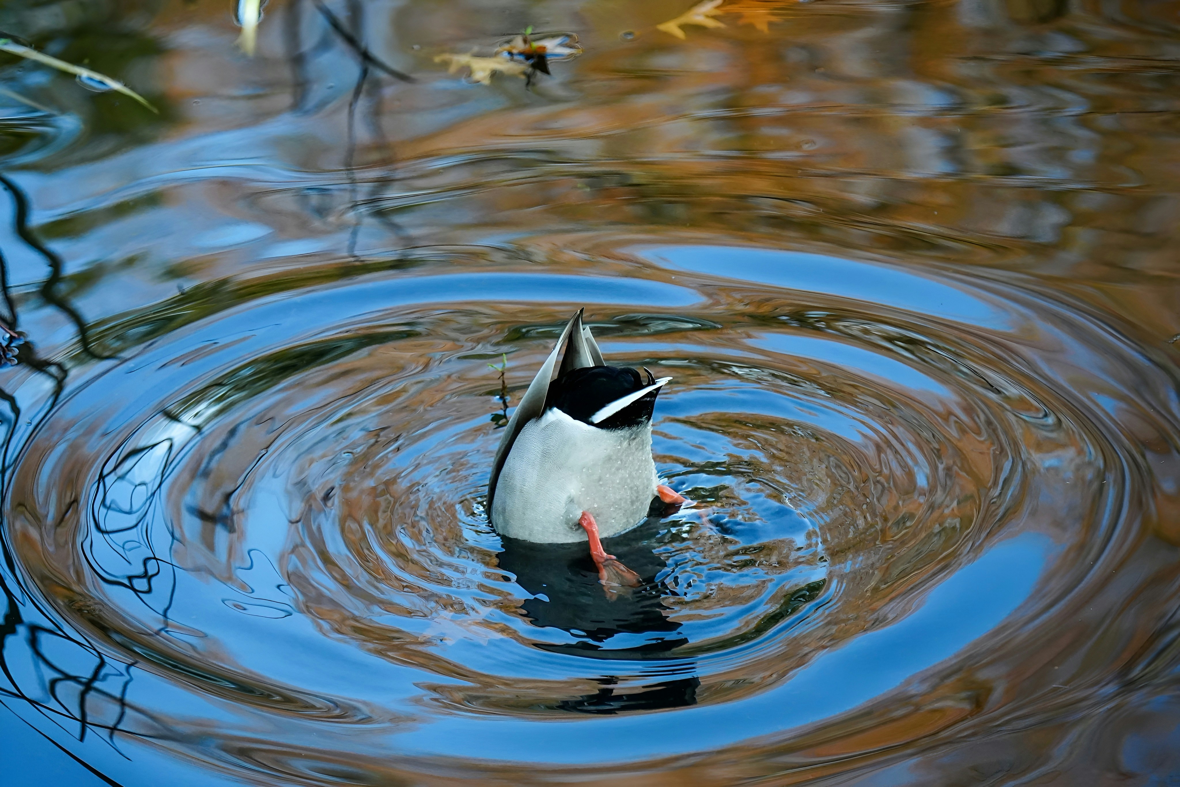 A duck diving into rippling water