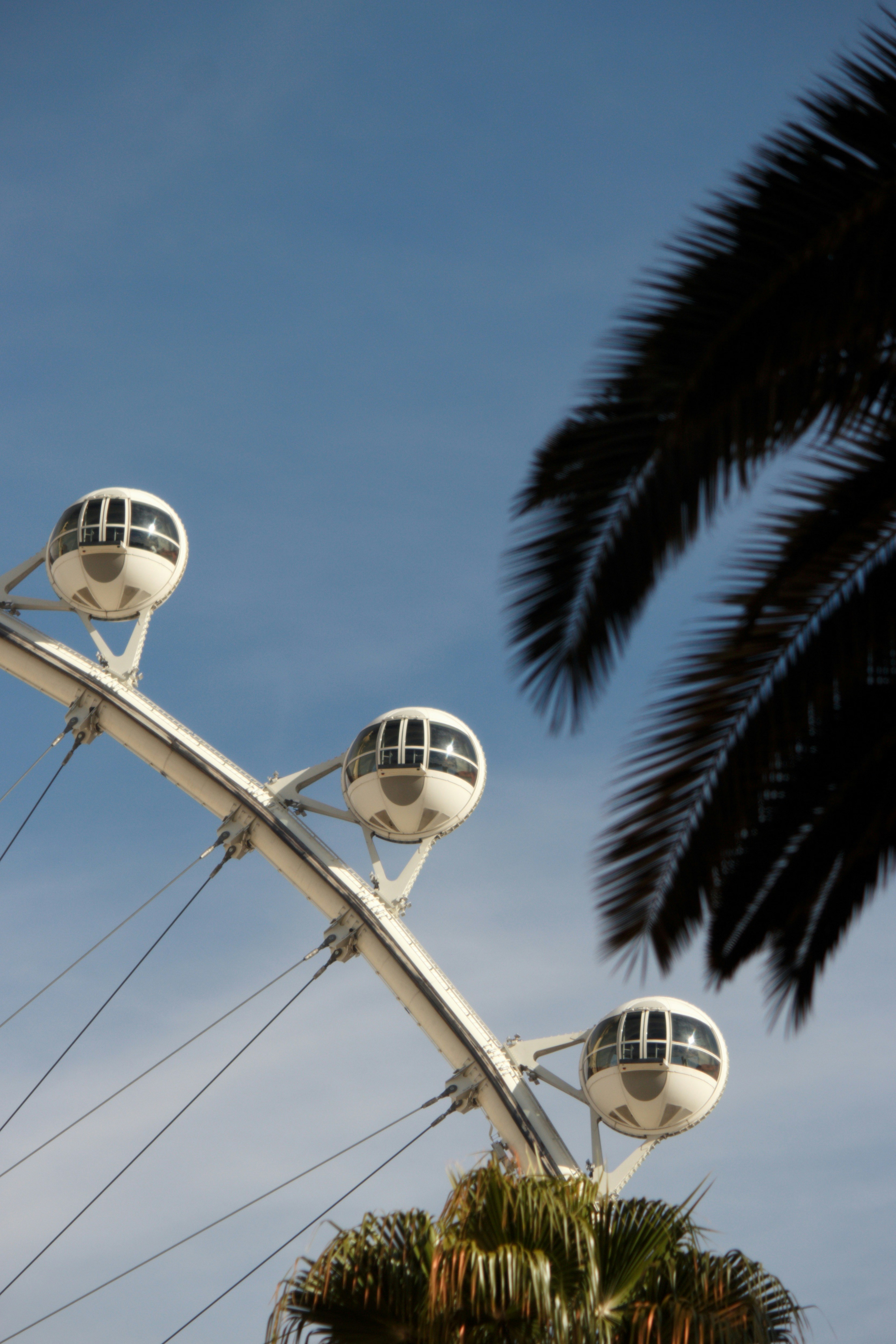 Ferris wheel pods against blue sky and palm fronds