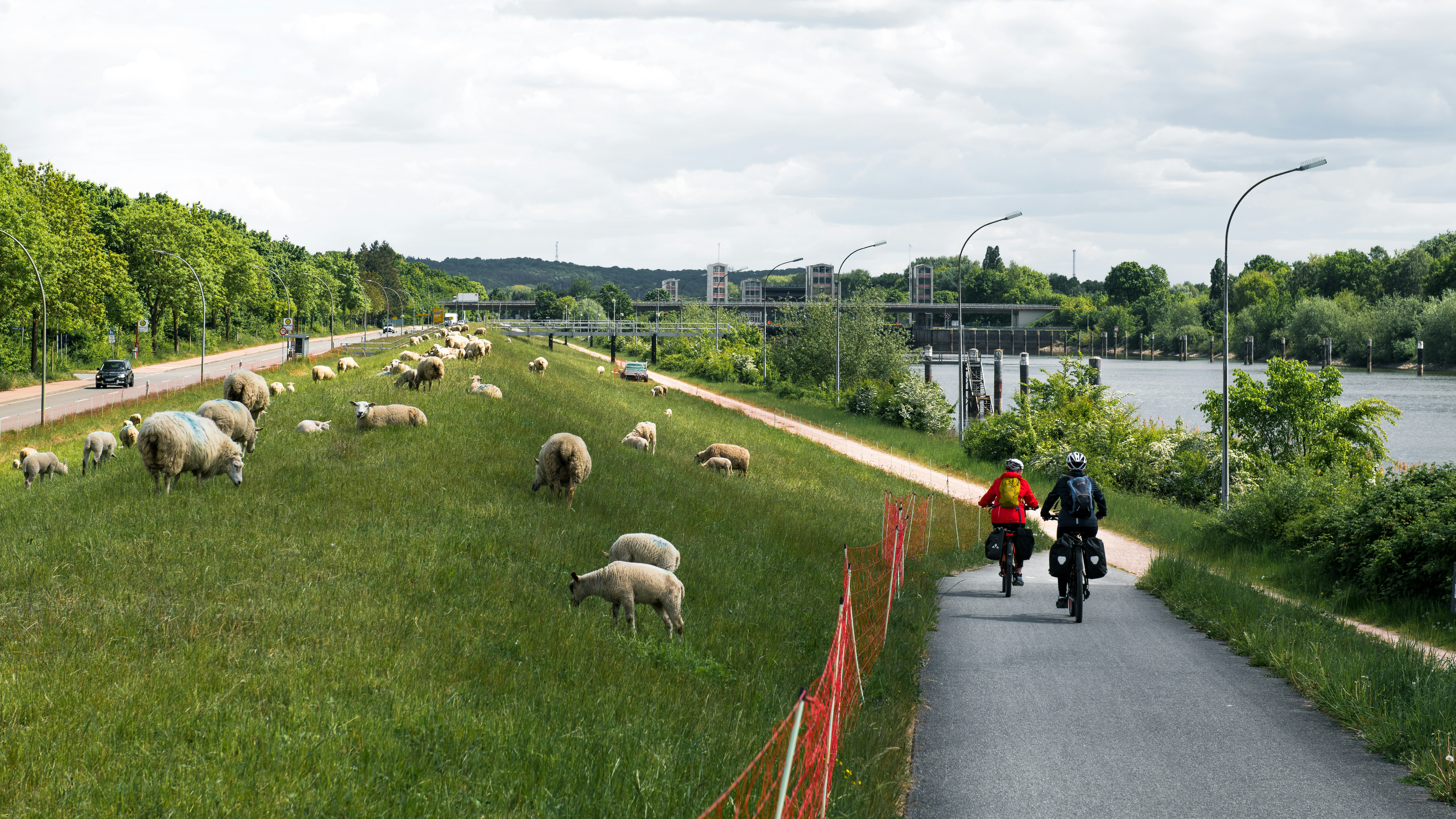 Cyclists ride past sheep grazing on a grassy embankment.