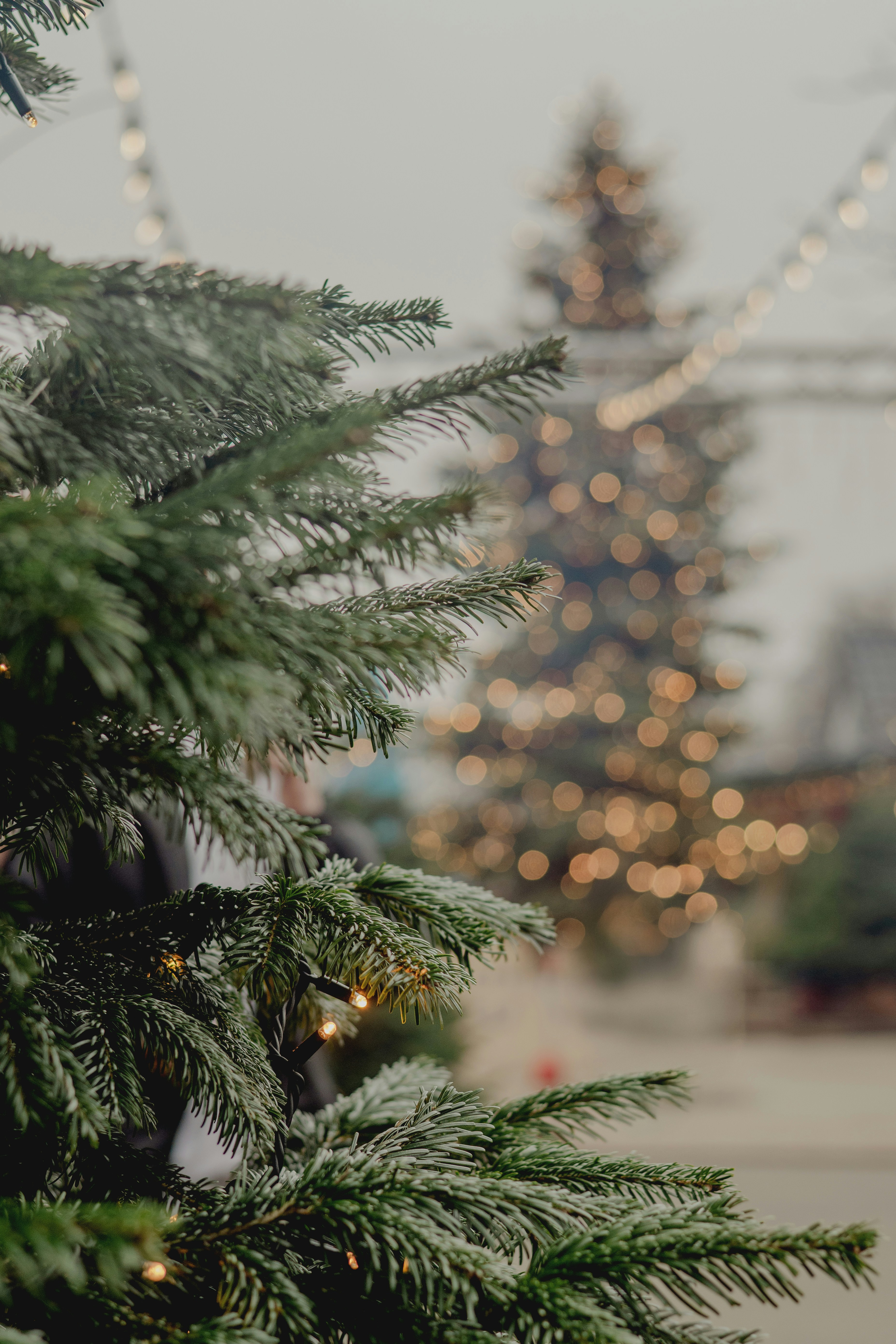 Christmas trees decorated with lights outdoors