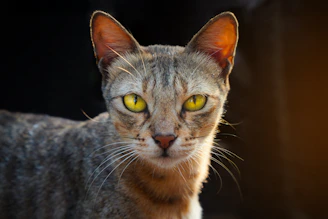 A close-up of a tabby cat with bright yellow eyes.