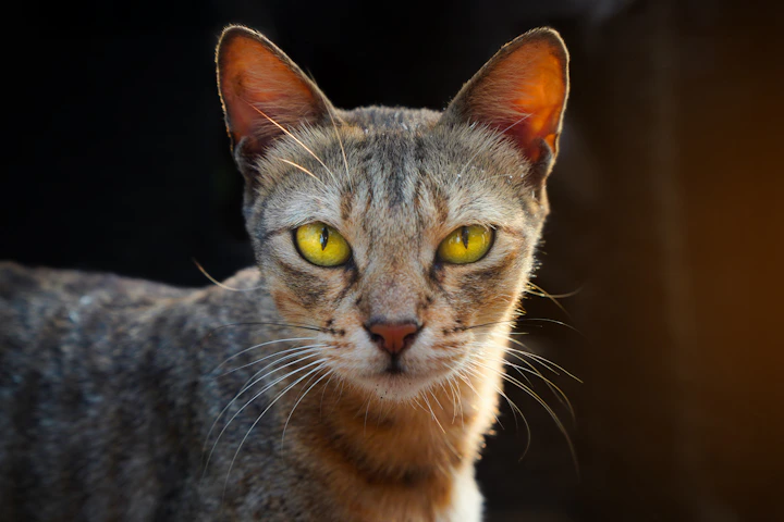 A close-up of a tabby cat with bright yellow eyes.