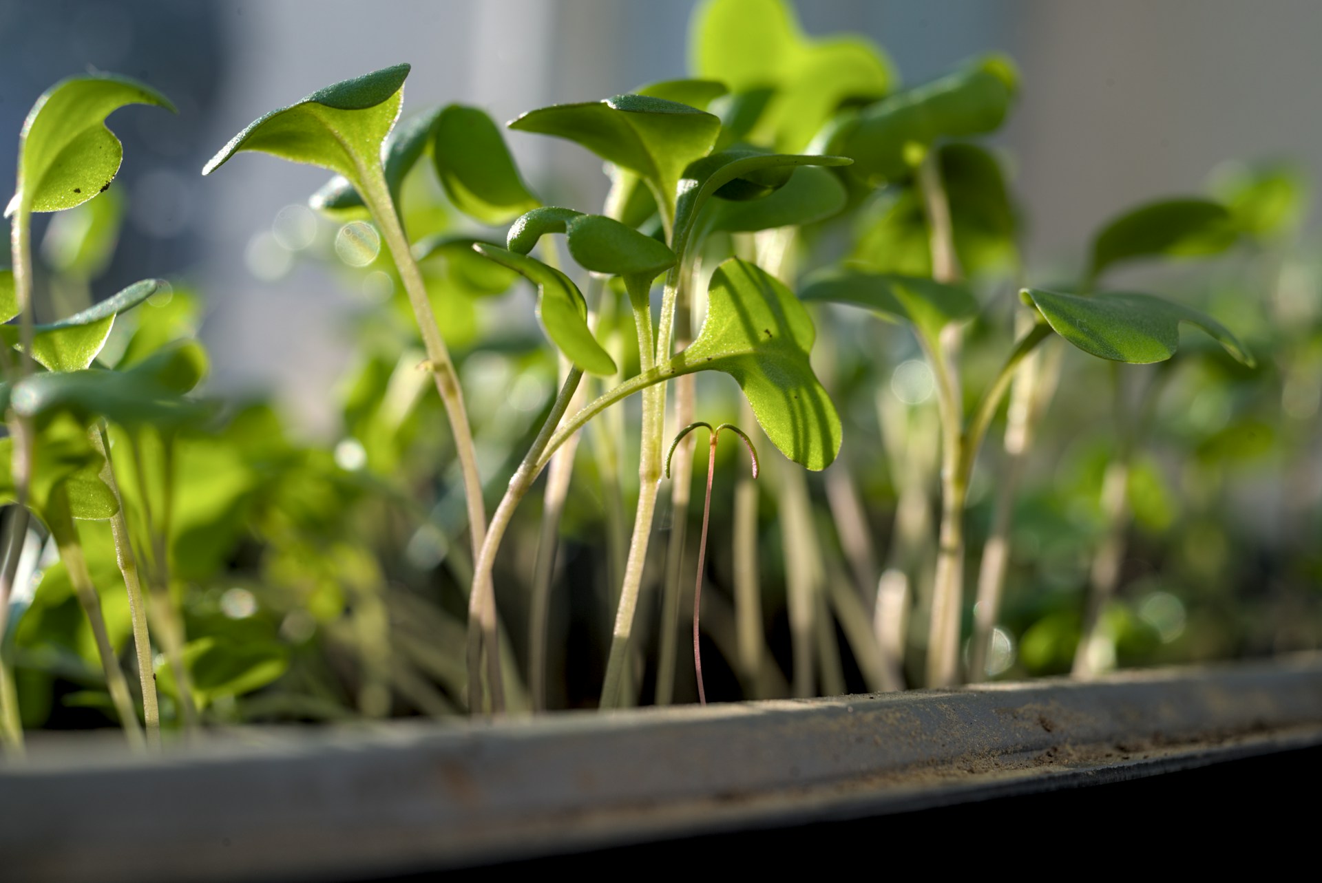 Young green seedlings growing in sunlight.