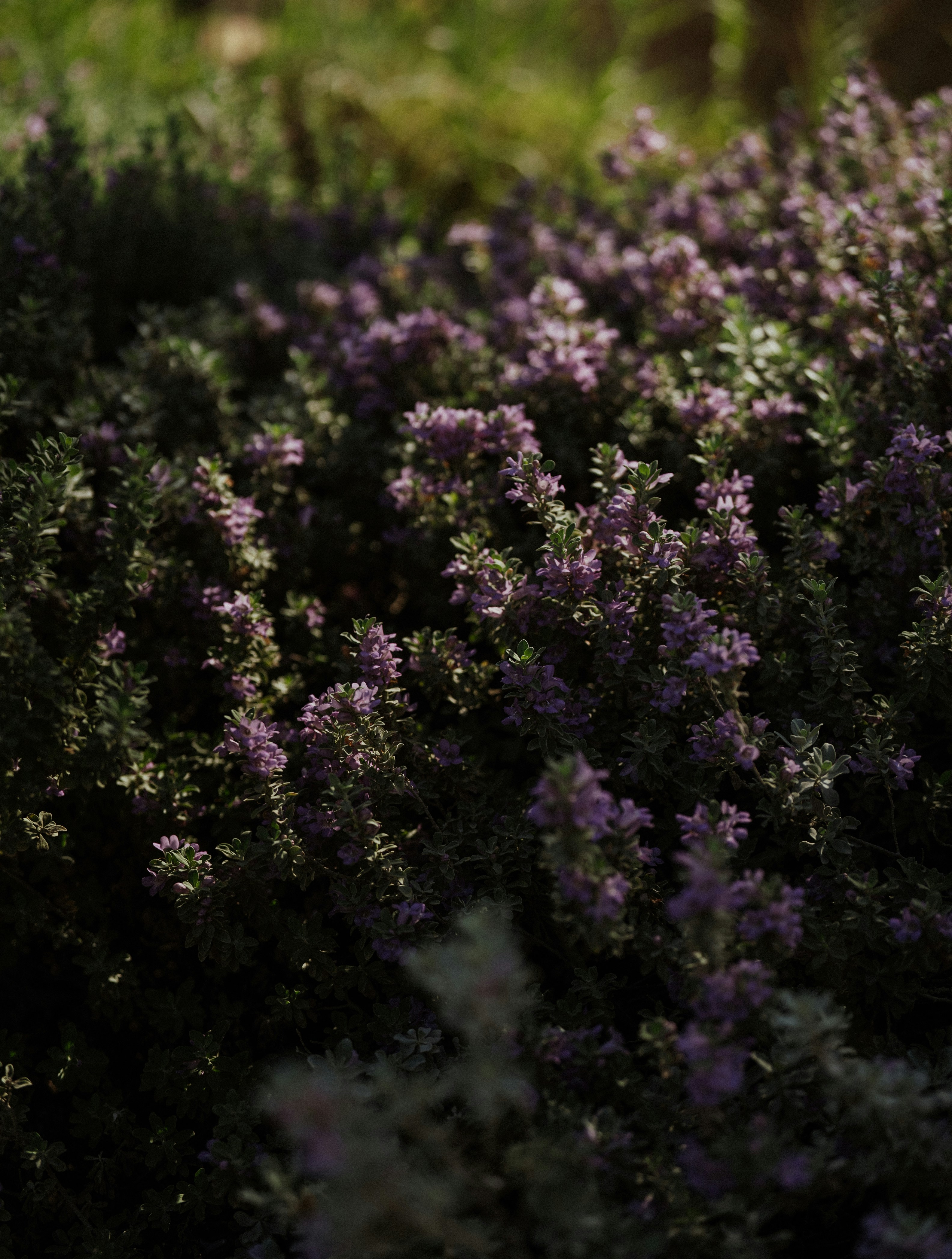 Photo by viditgoswami