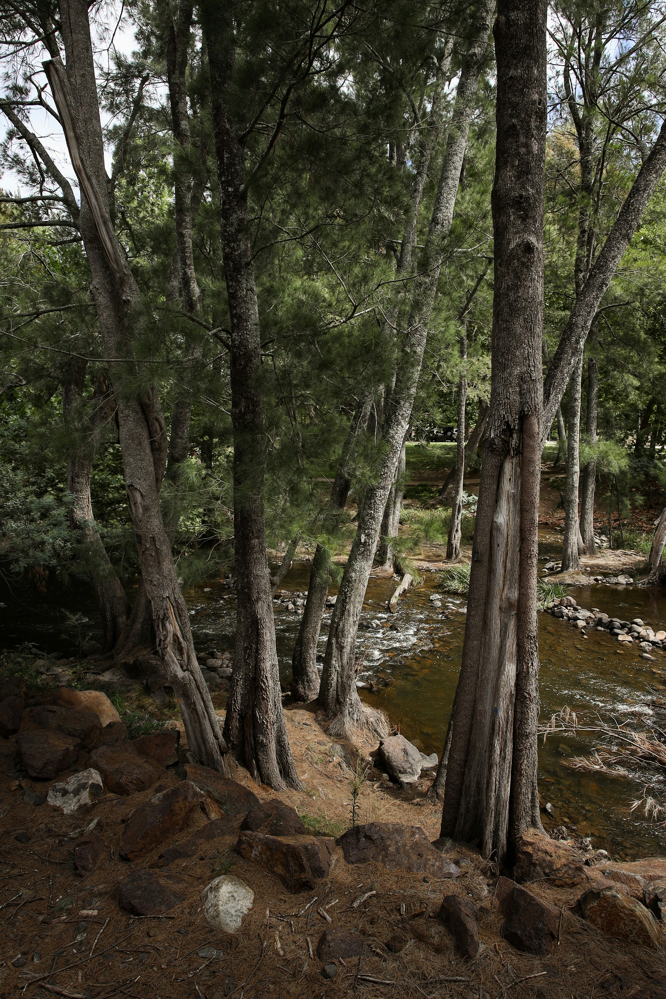 Tall trees line a rocky stream in a forest.