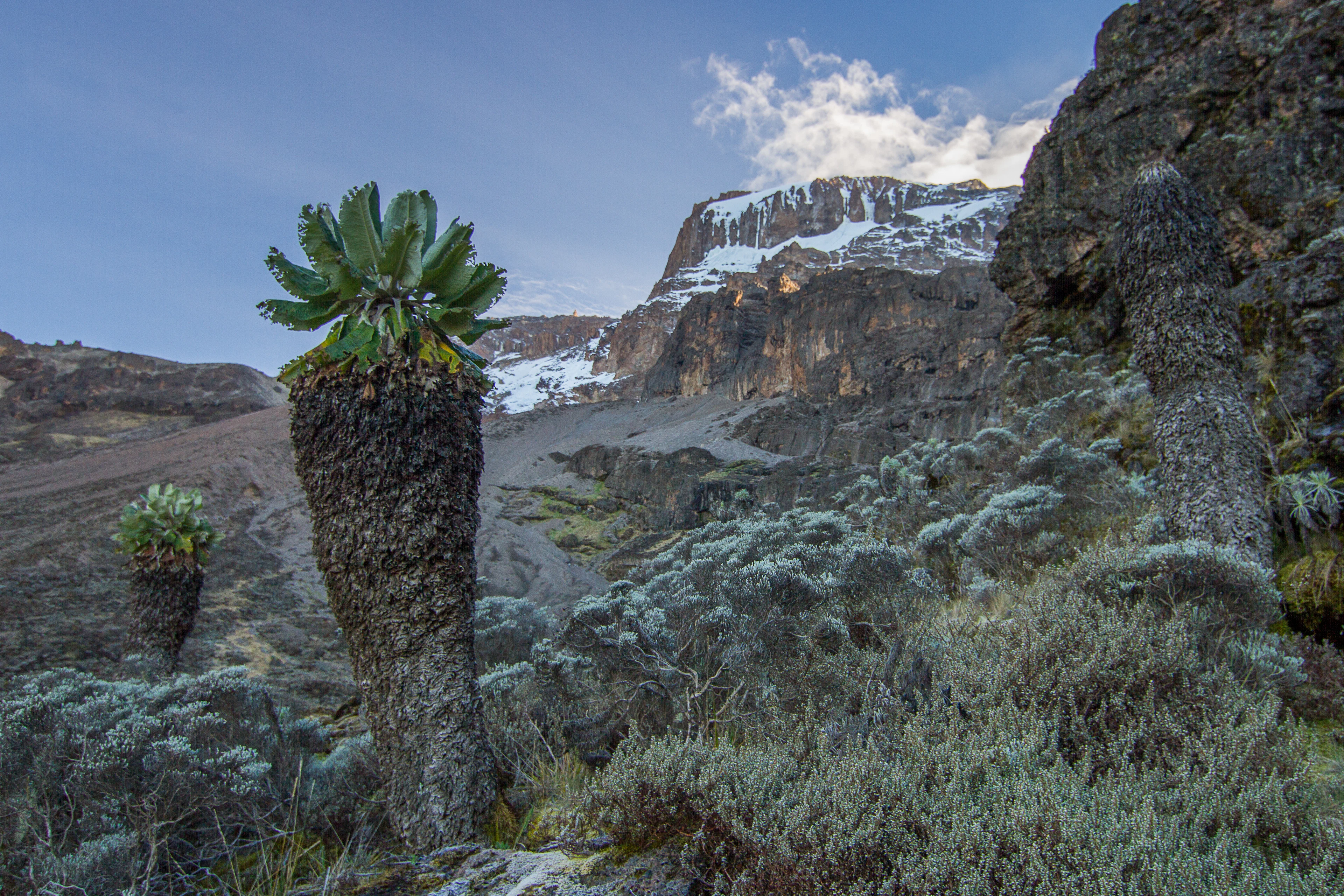 Giant groundsels on a rocky slope of Kilimanjaro, with Kibo's glaciers and cliffs above