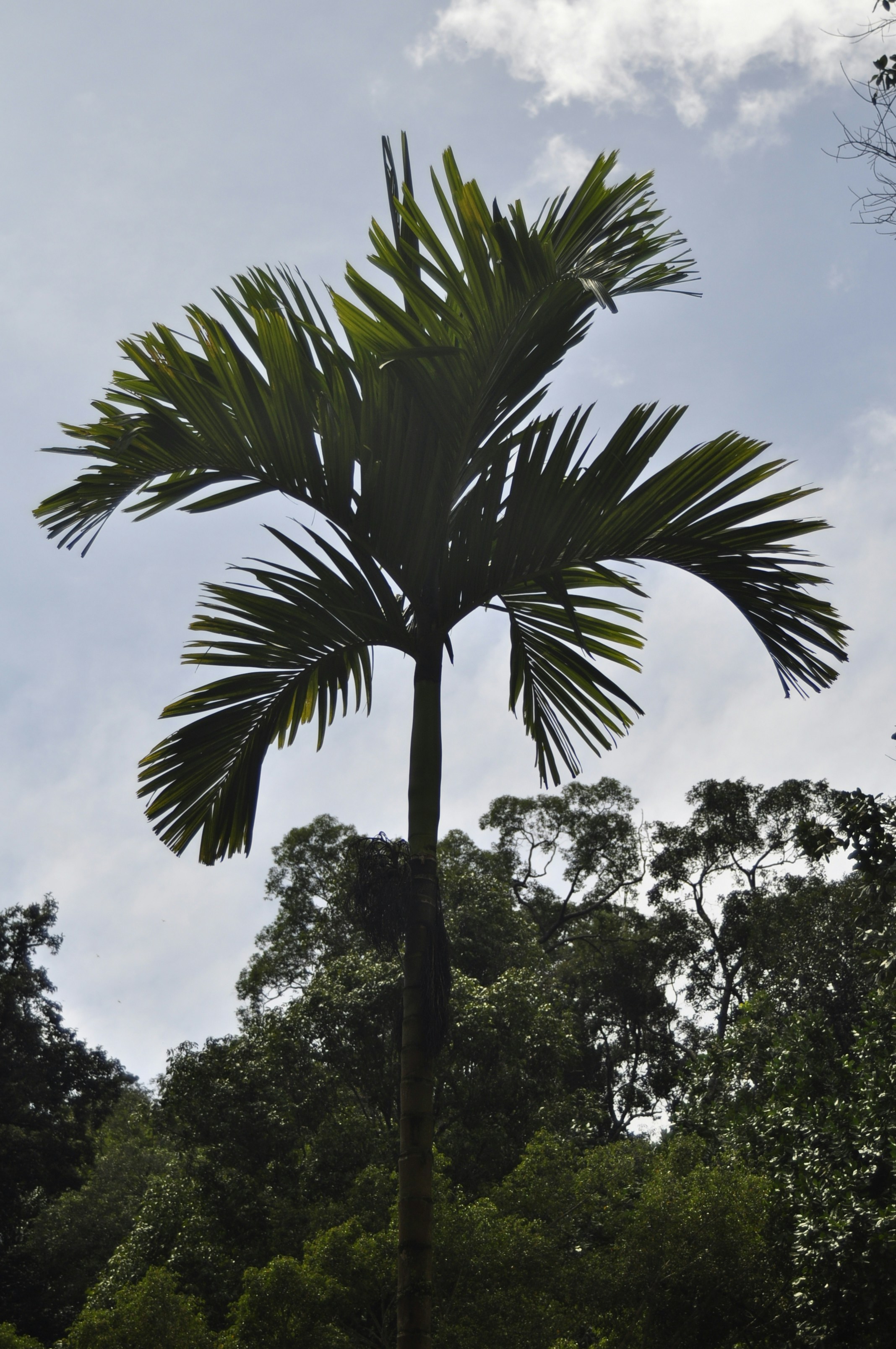 A tall palm tree against a cloudy sky.