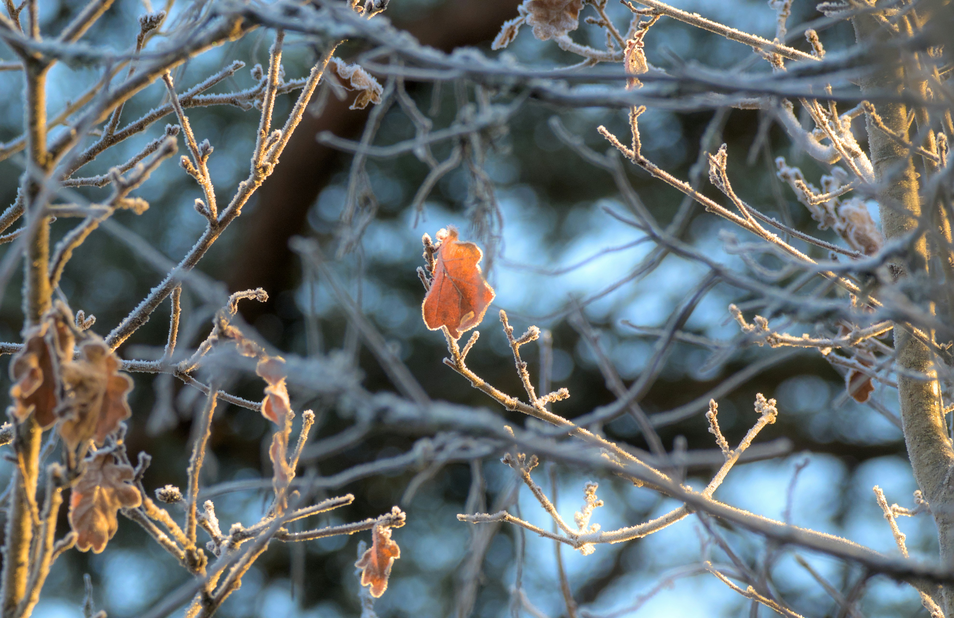 Rami ghiacciati con una sola foglia arancione