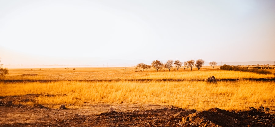 Golden field with distant trees under clear sky